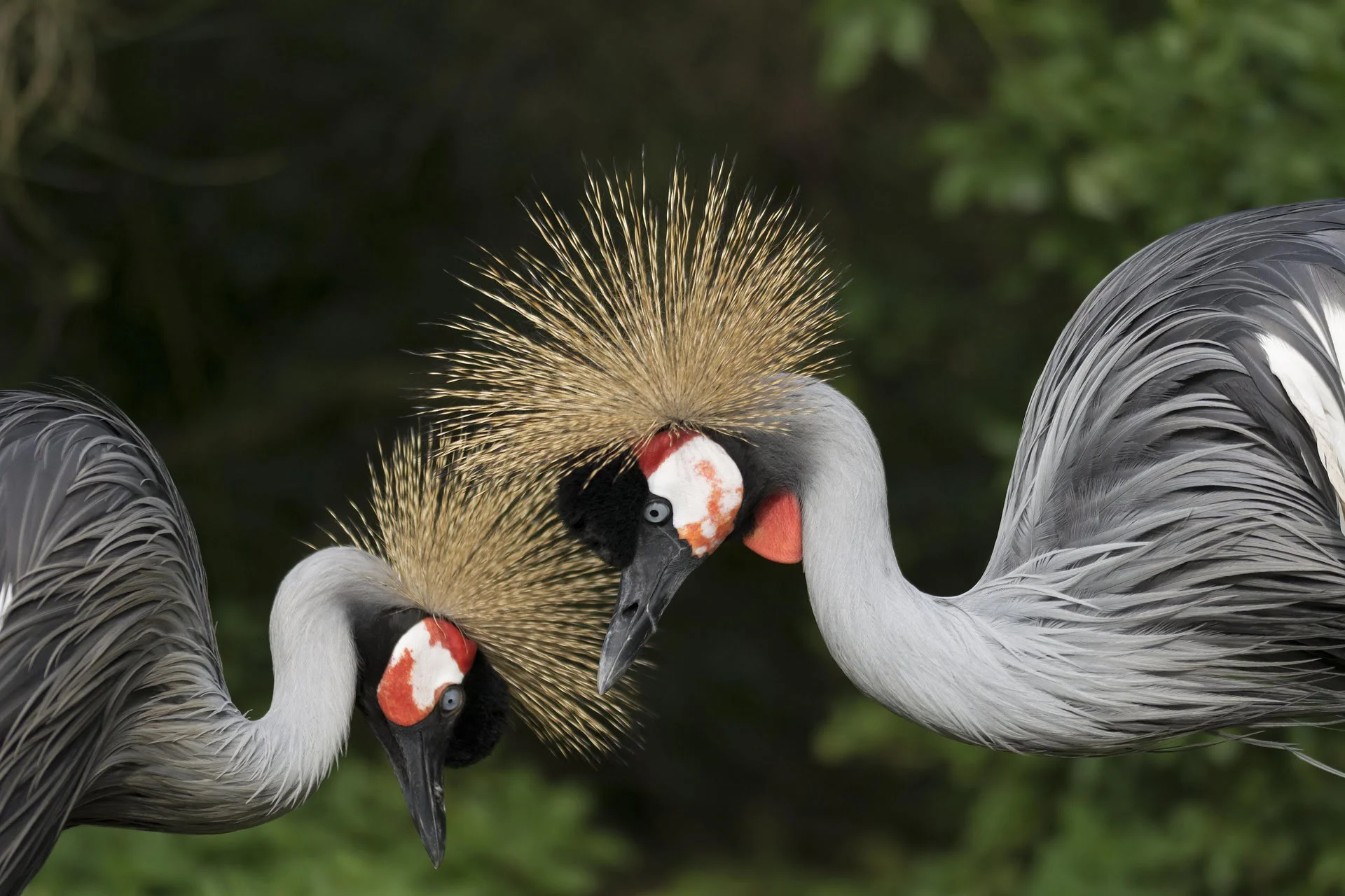 Grey Crowned Crane Taste Side