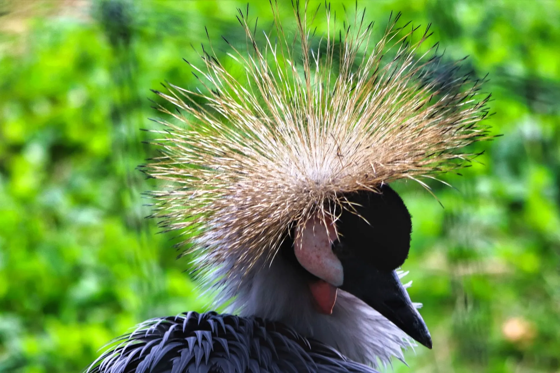 Grey Crowned Crane Vocalization