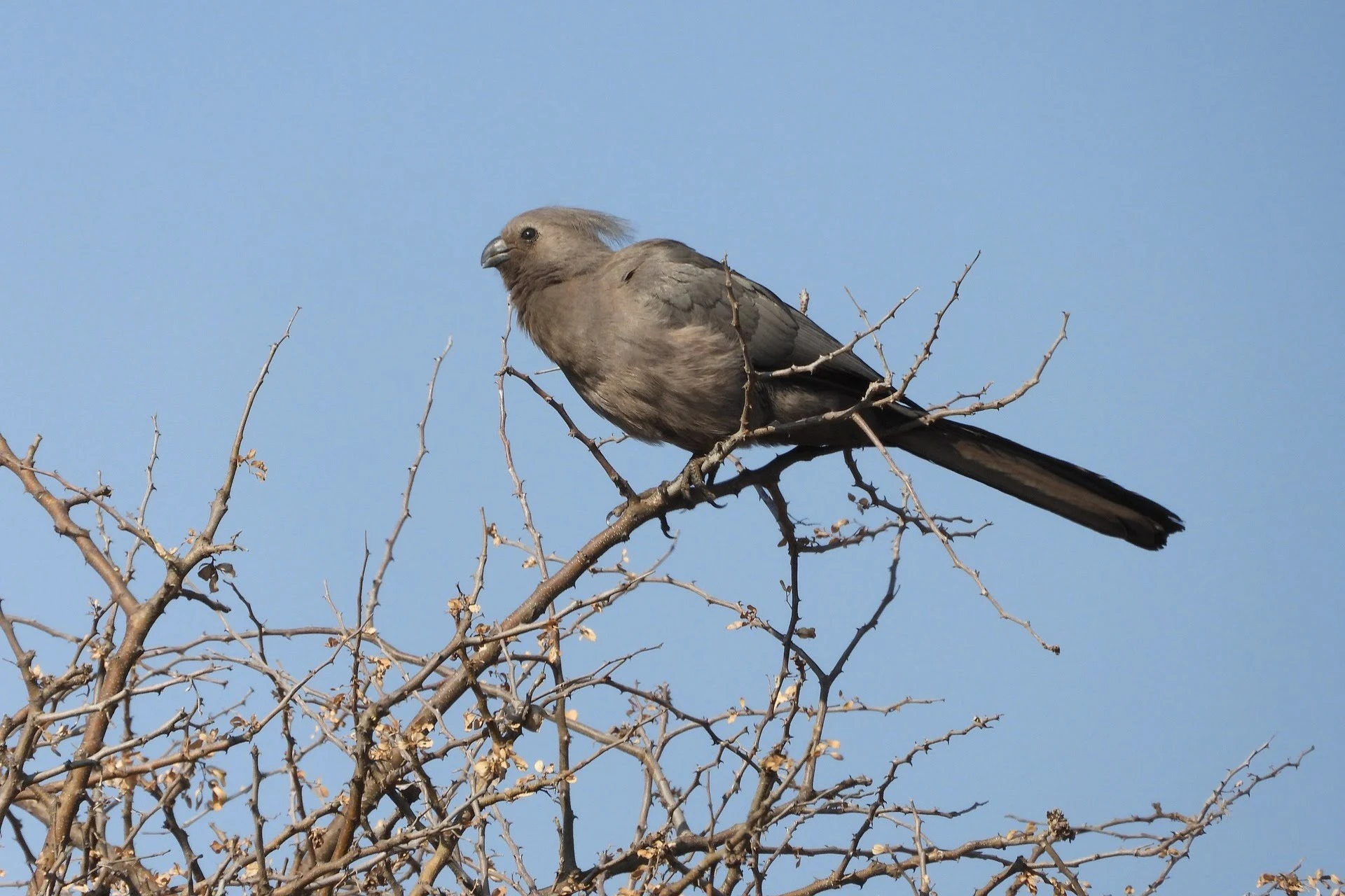 grey-turaco