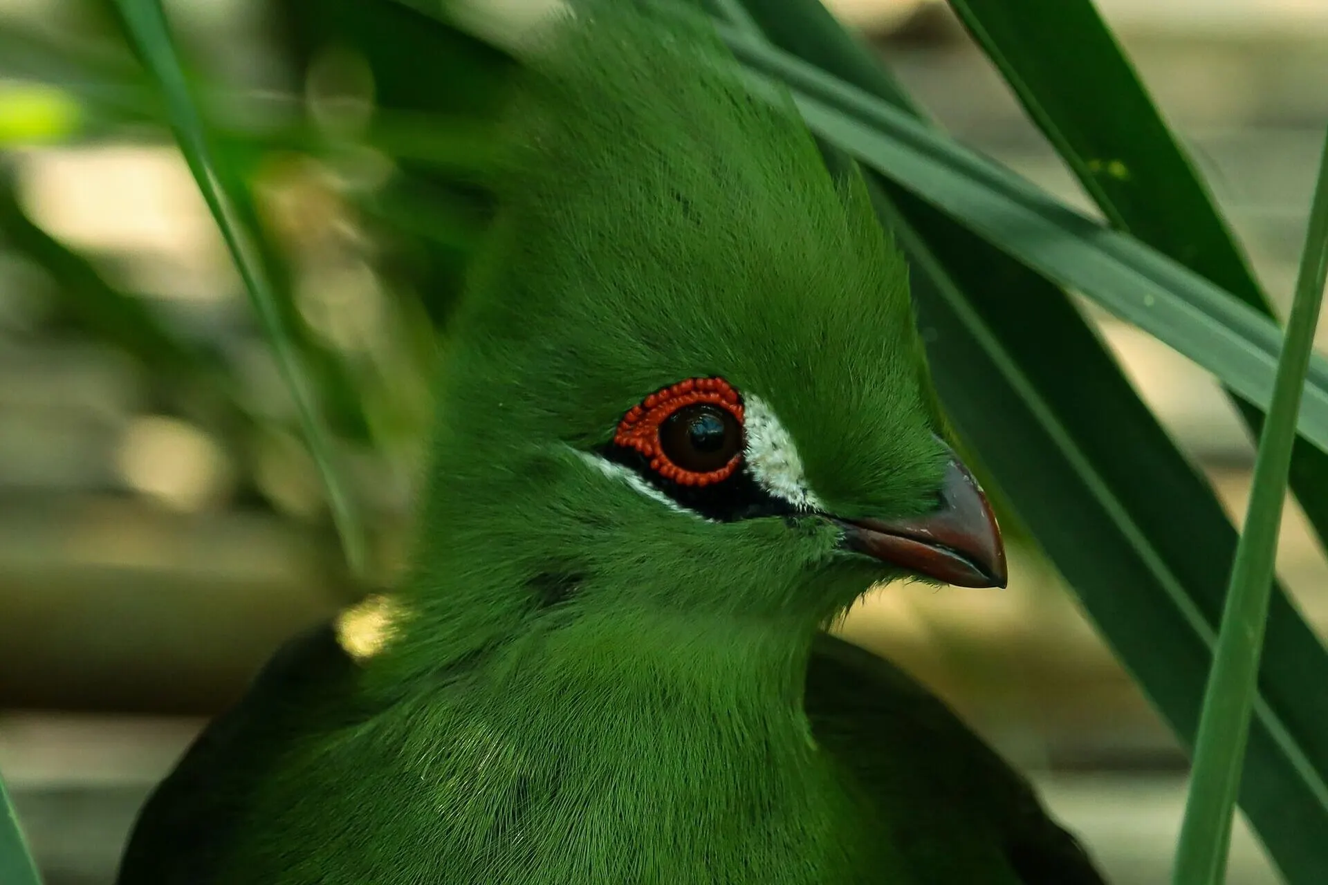 guinea-turaco