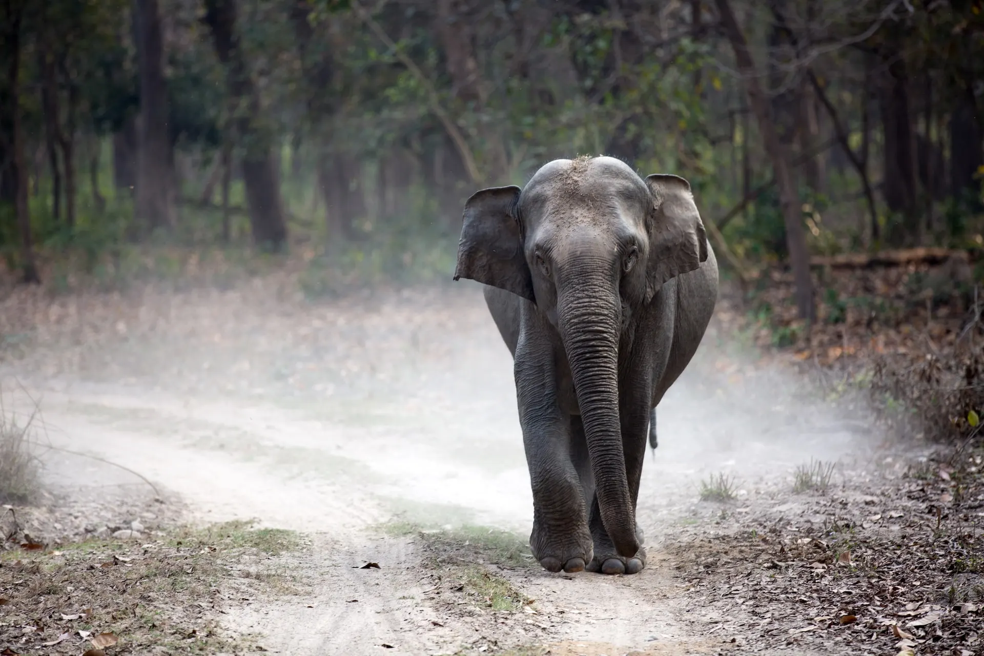 indian-elephant-wildlife-in-india