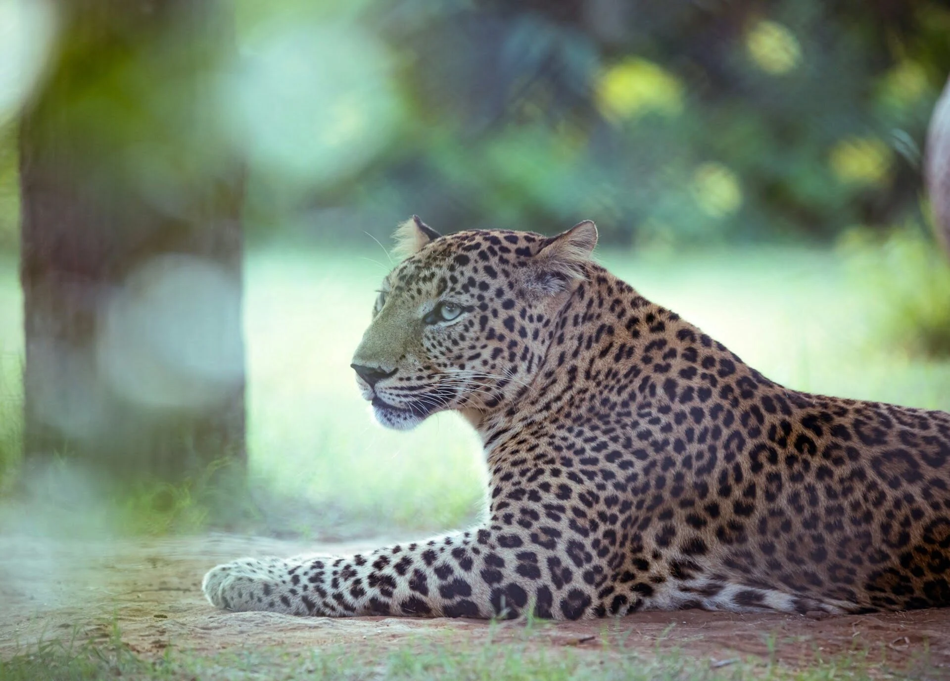 indian-leopard-wildlife-in-india