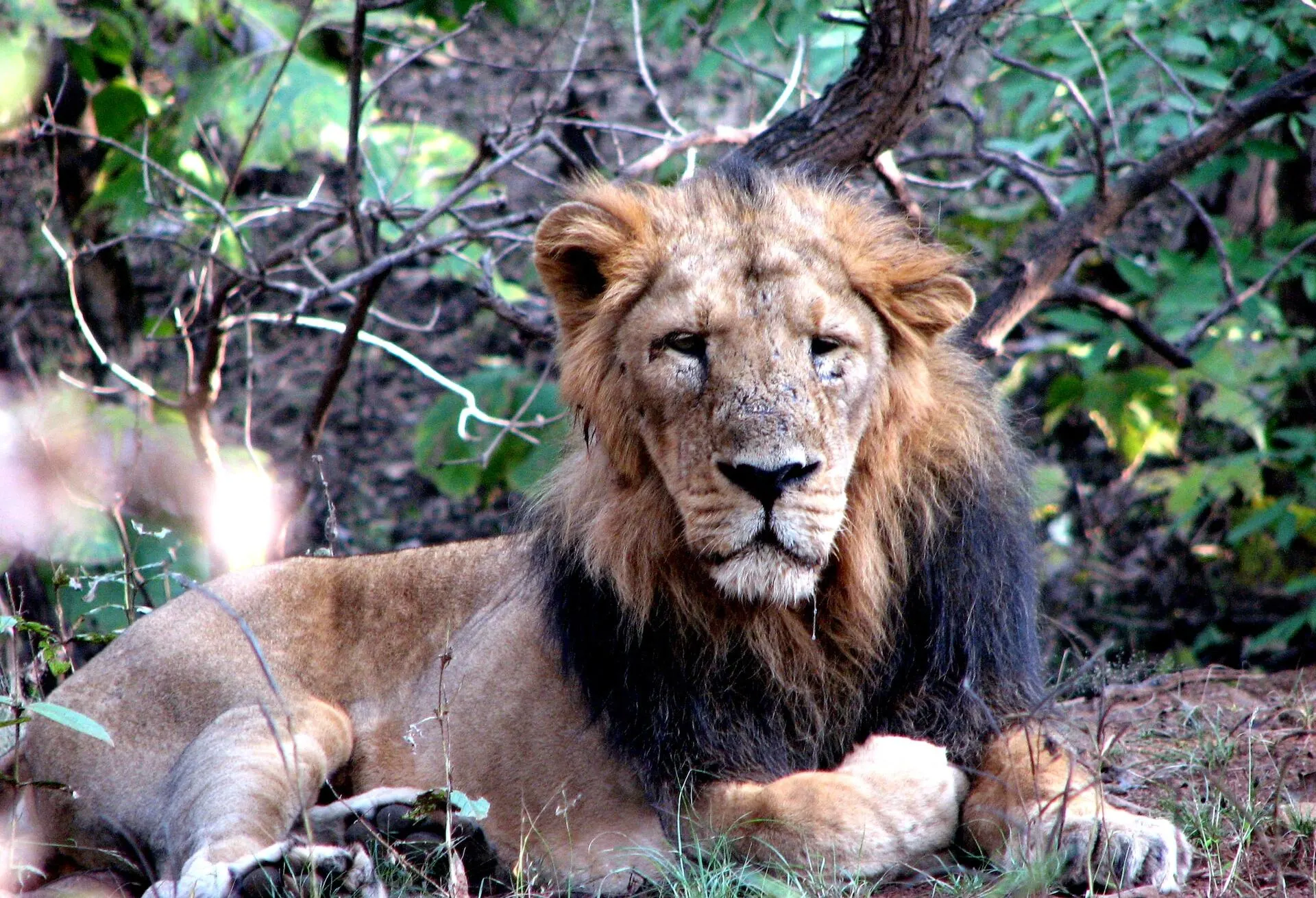 indian-lion-wildlife-in-india