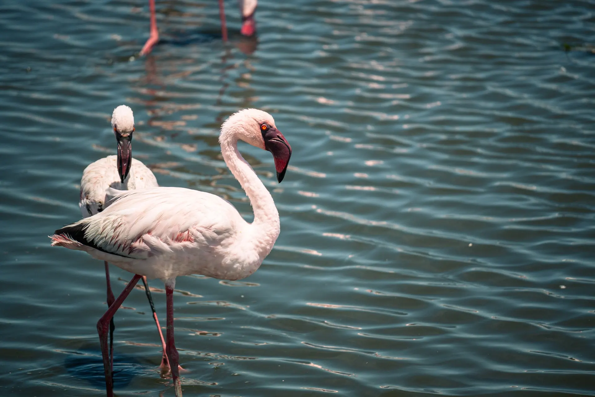 Lesser Flamingo