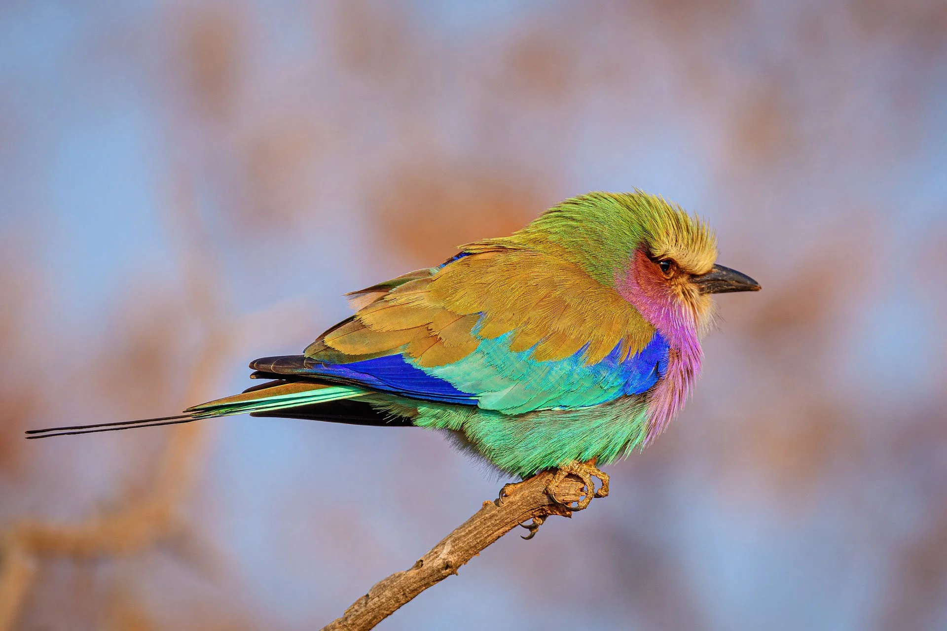 lilac-breasted-roller-arusha