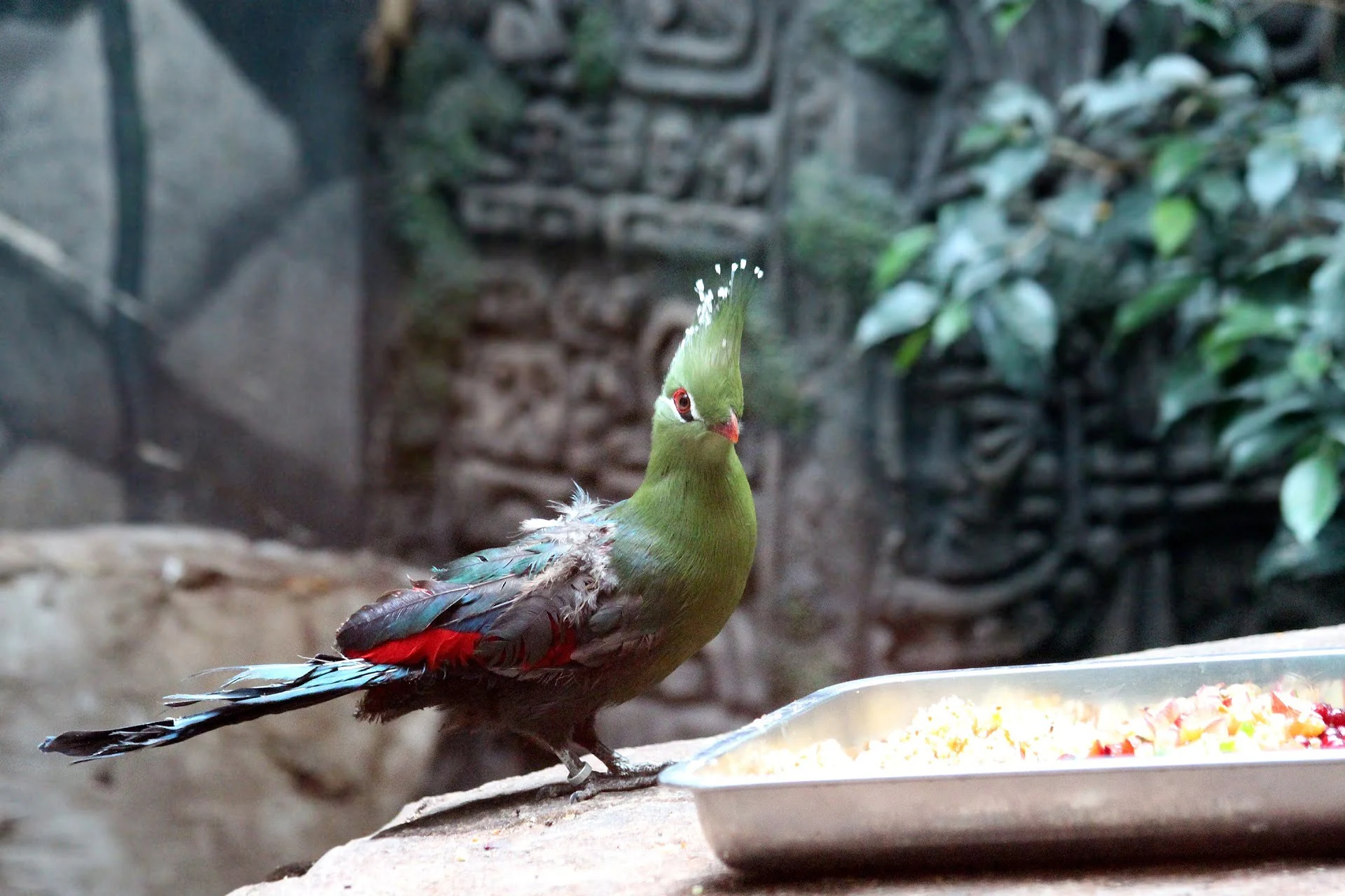 livingstone-turaco