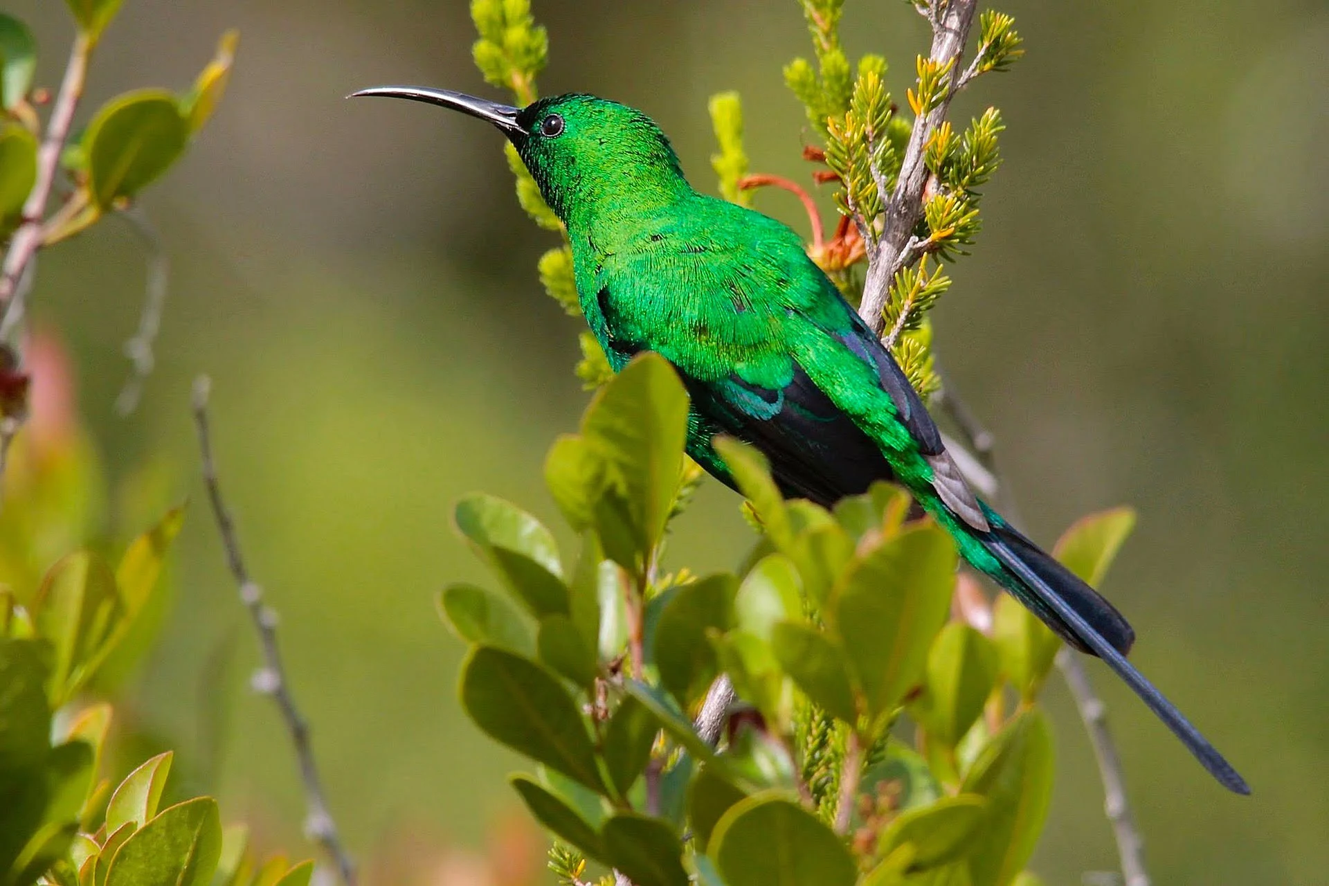 malachite sunbird