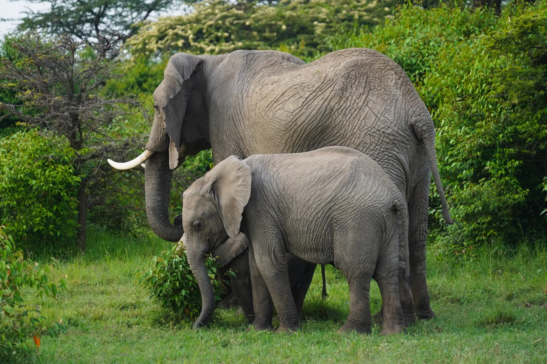 masai-mara-africa-safari-page