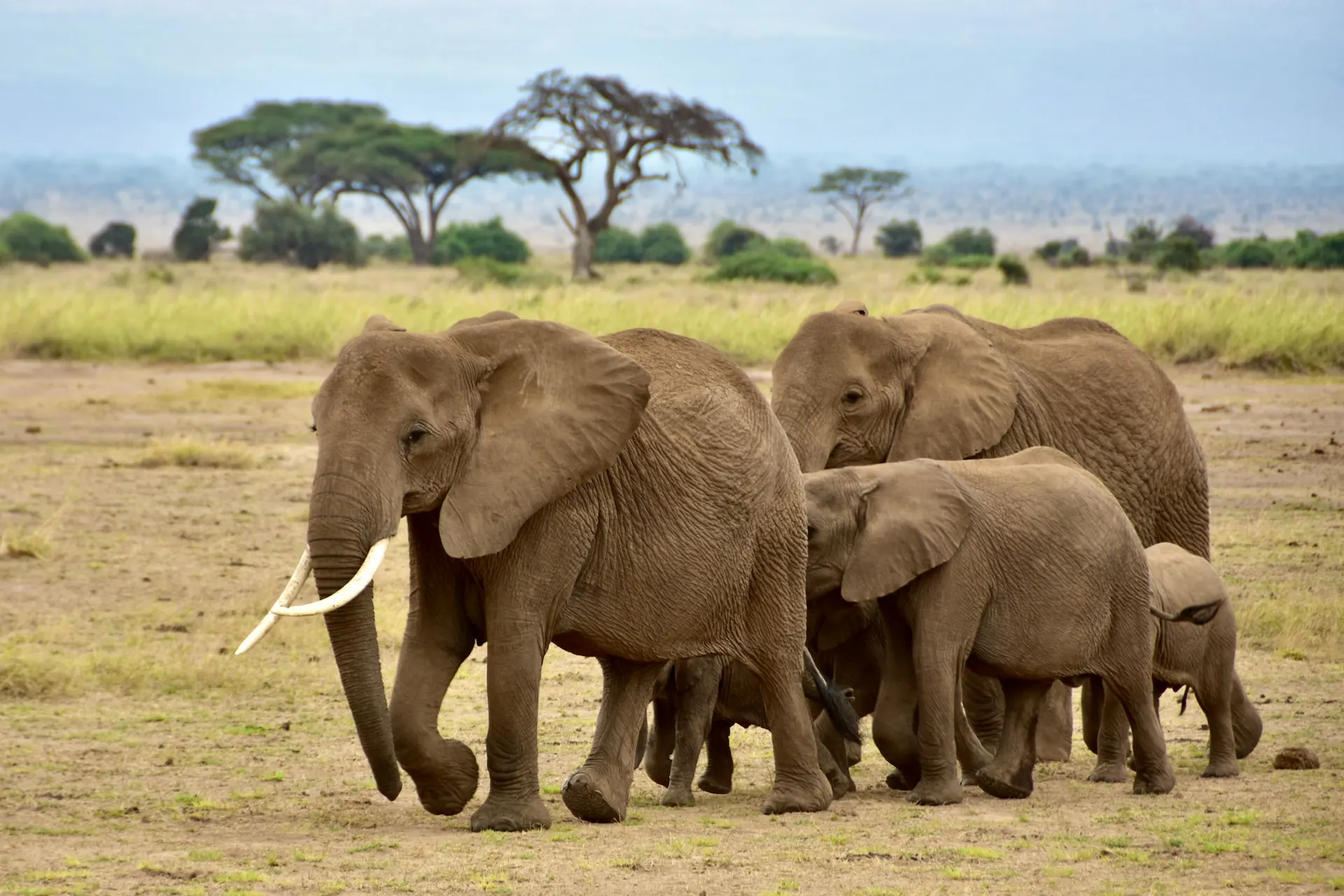 Masai Mara Lake Nakuru and amboseli Safari Tour