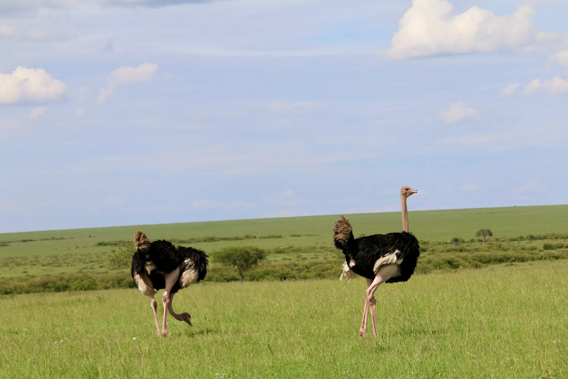 masai-ostrich