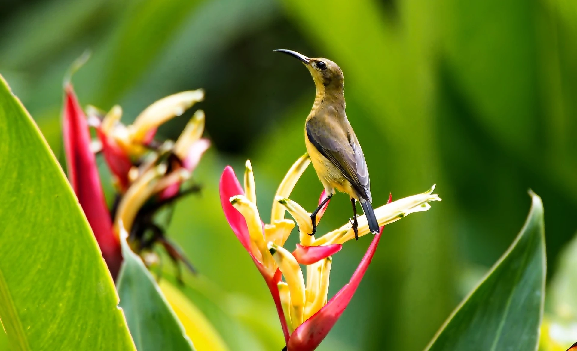 olive-back-female-sunbird-vocalization