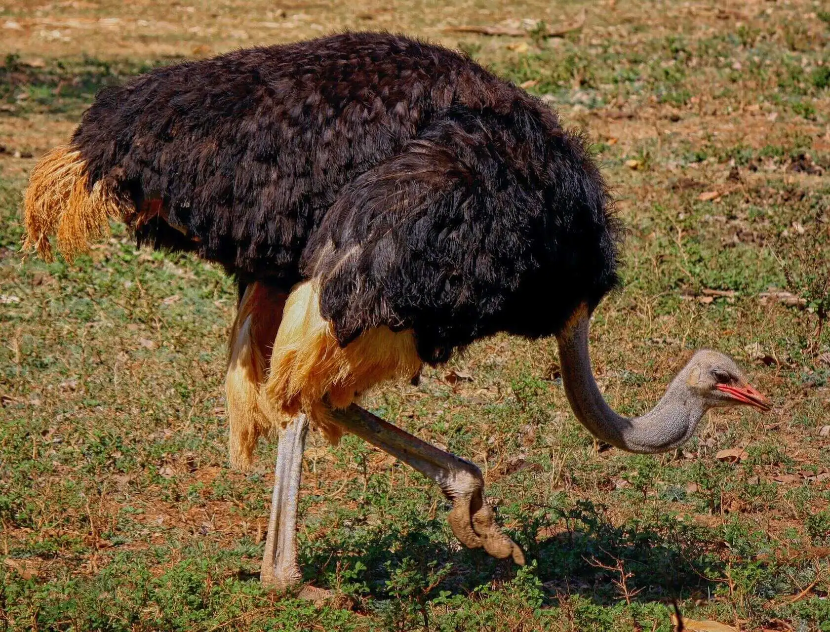 where you can find african ostrich