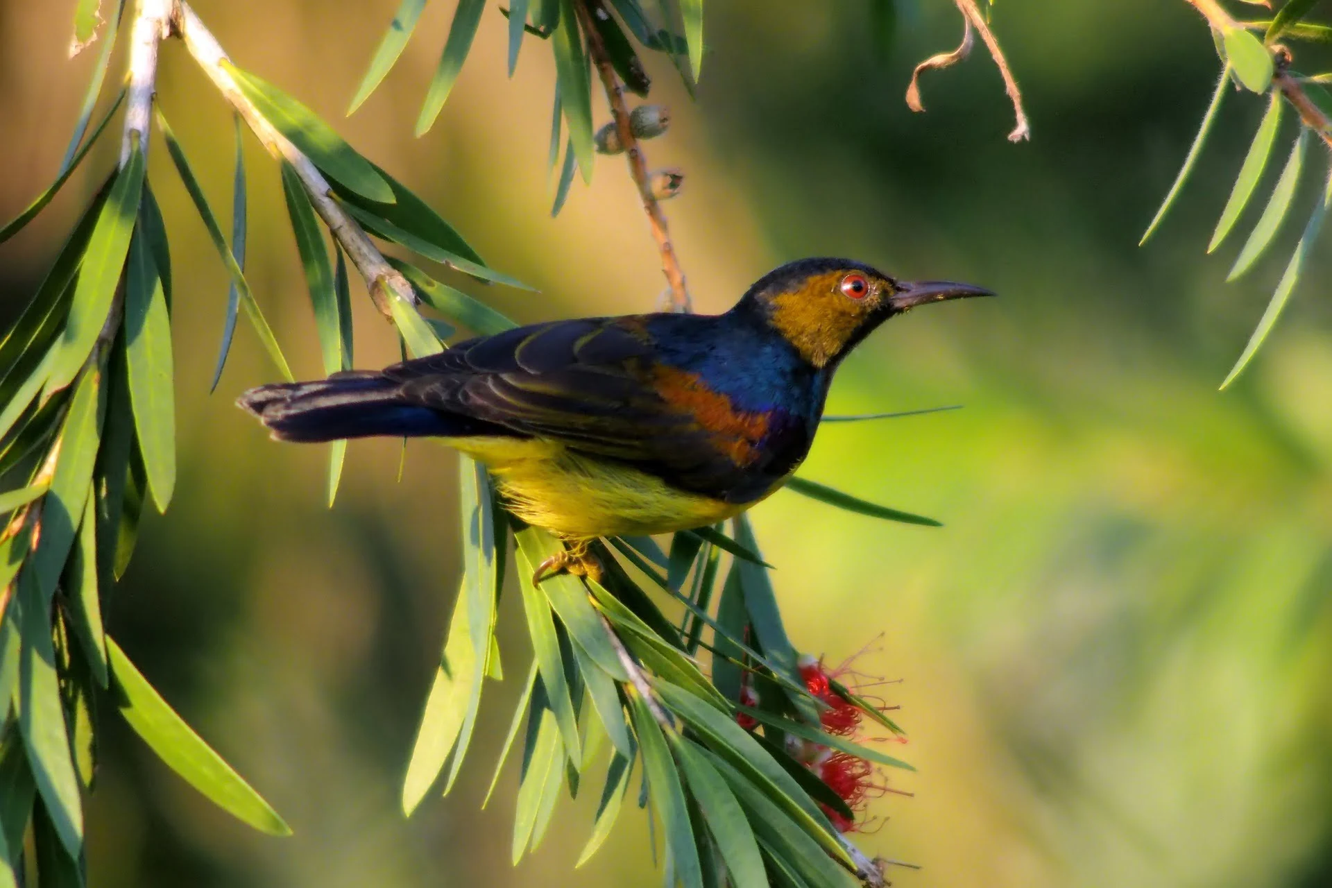 plain-throated-sunbird