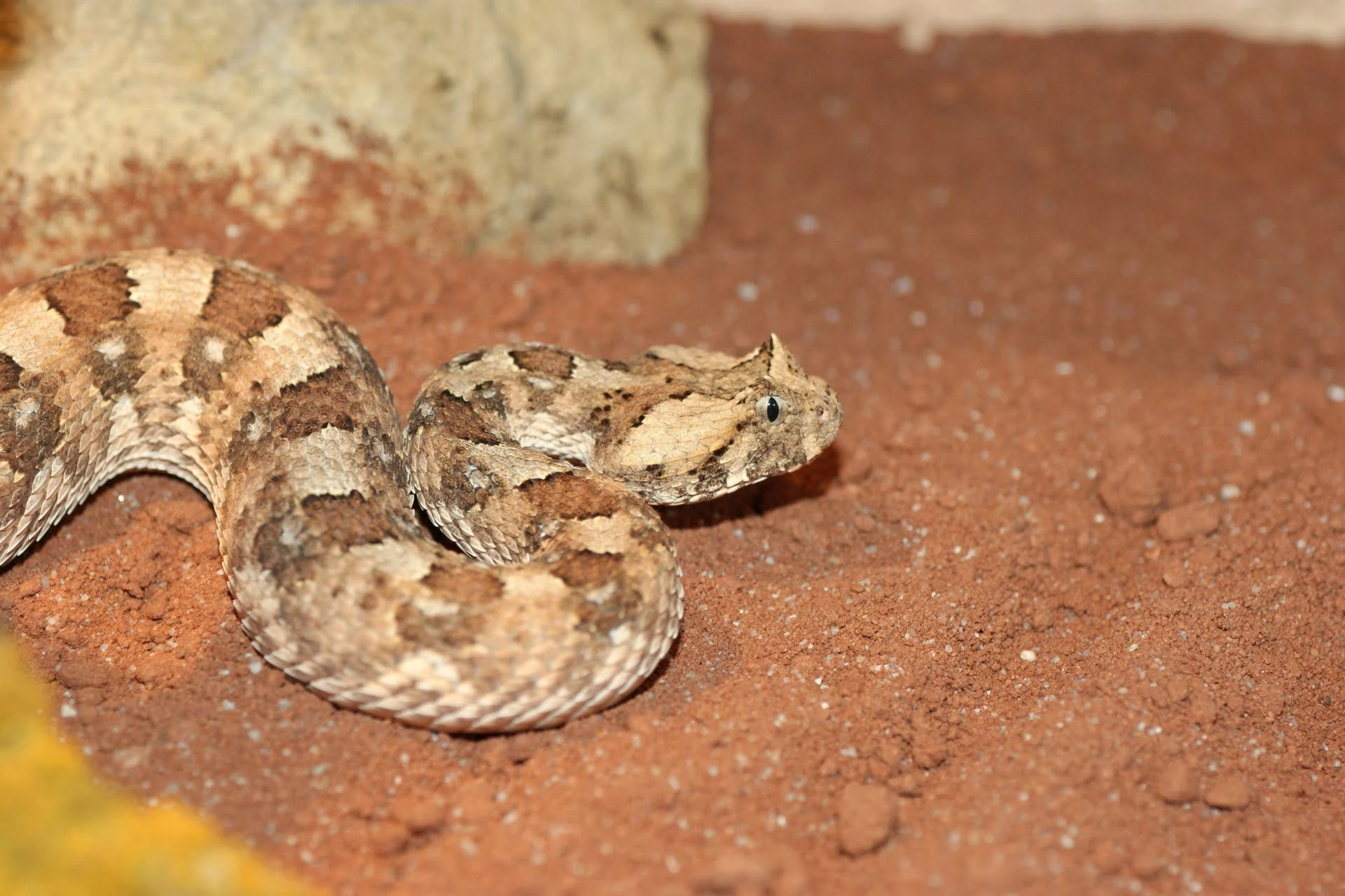 puff-adder-arusha