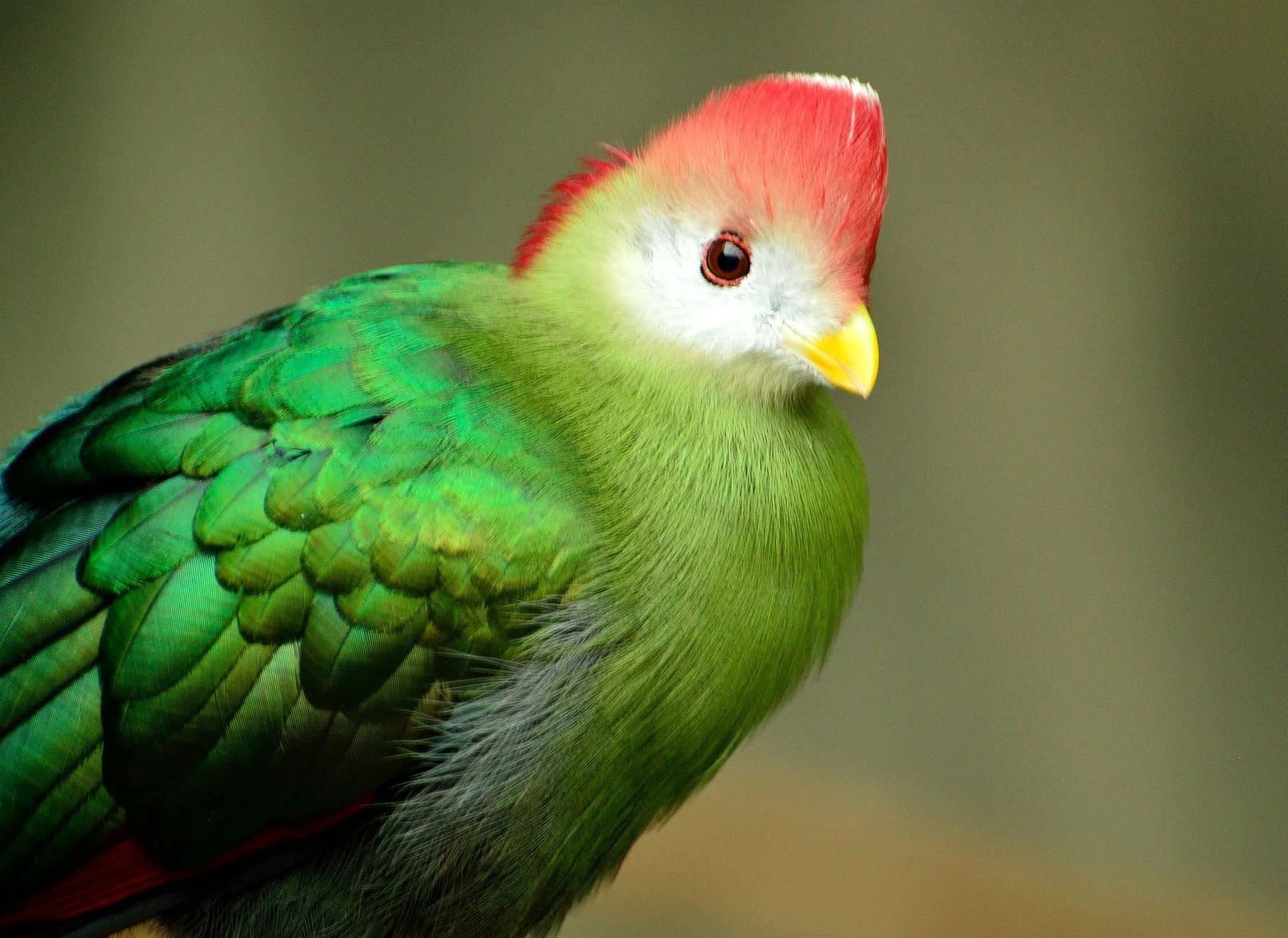 where you can find turaco