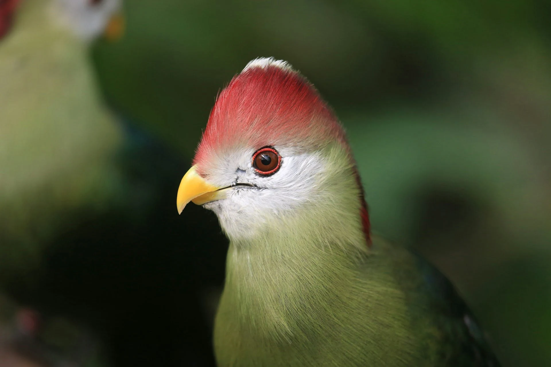 red-crested-turaco