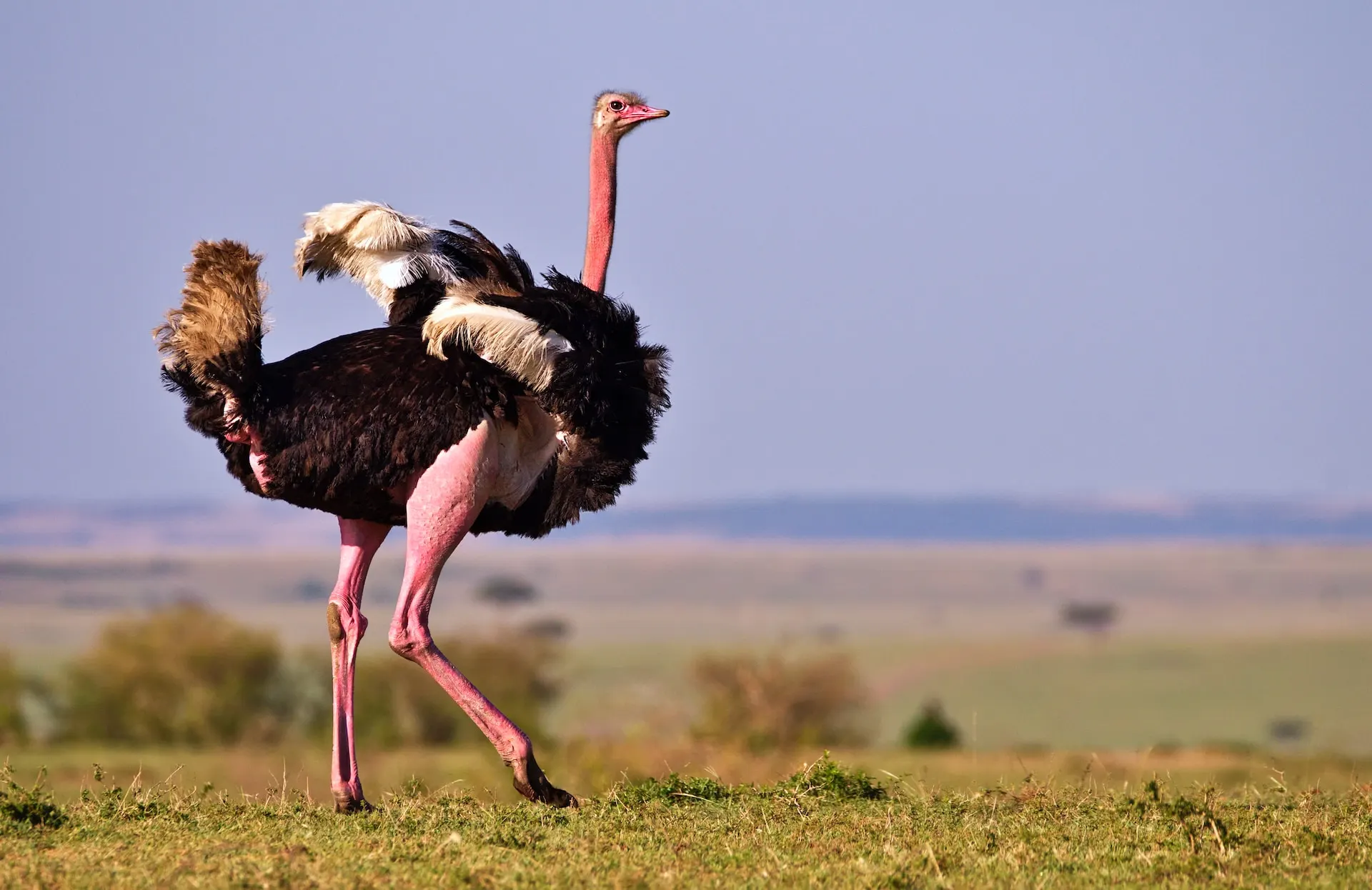 red-necked-ostrich