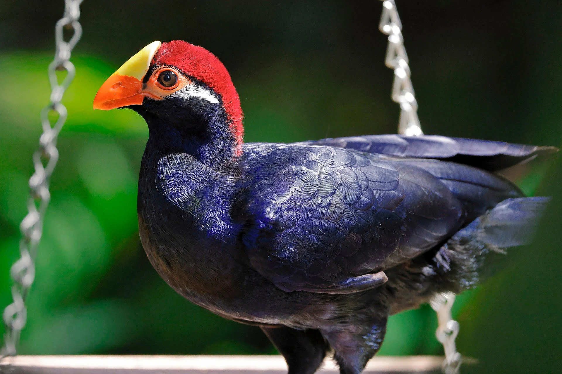 rosss-turaco