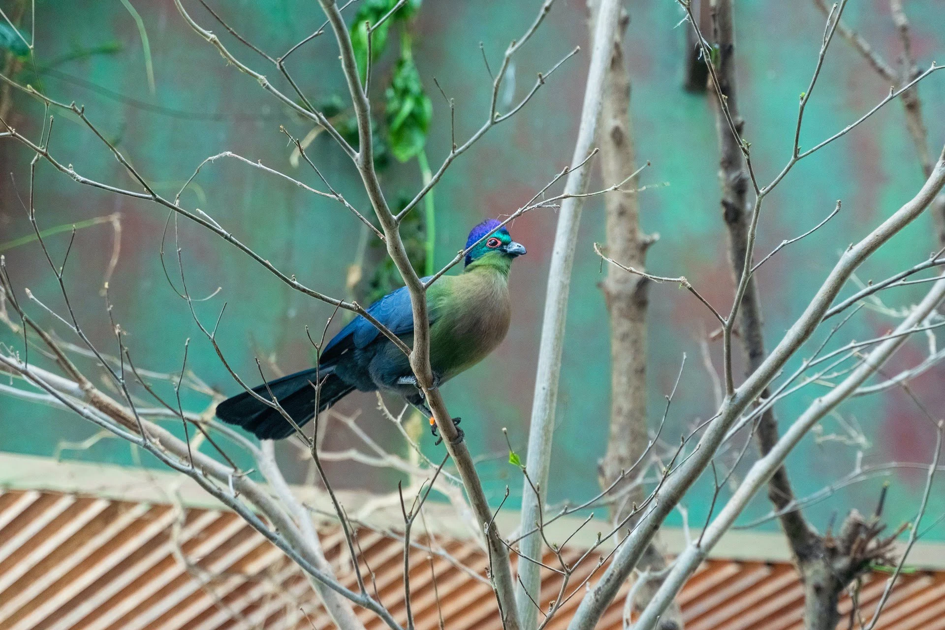 rwenzori-turaco