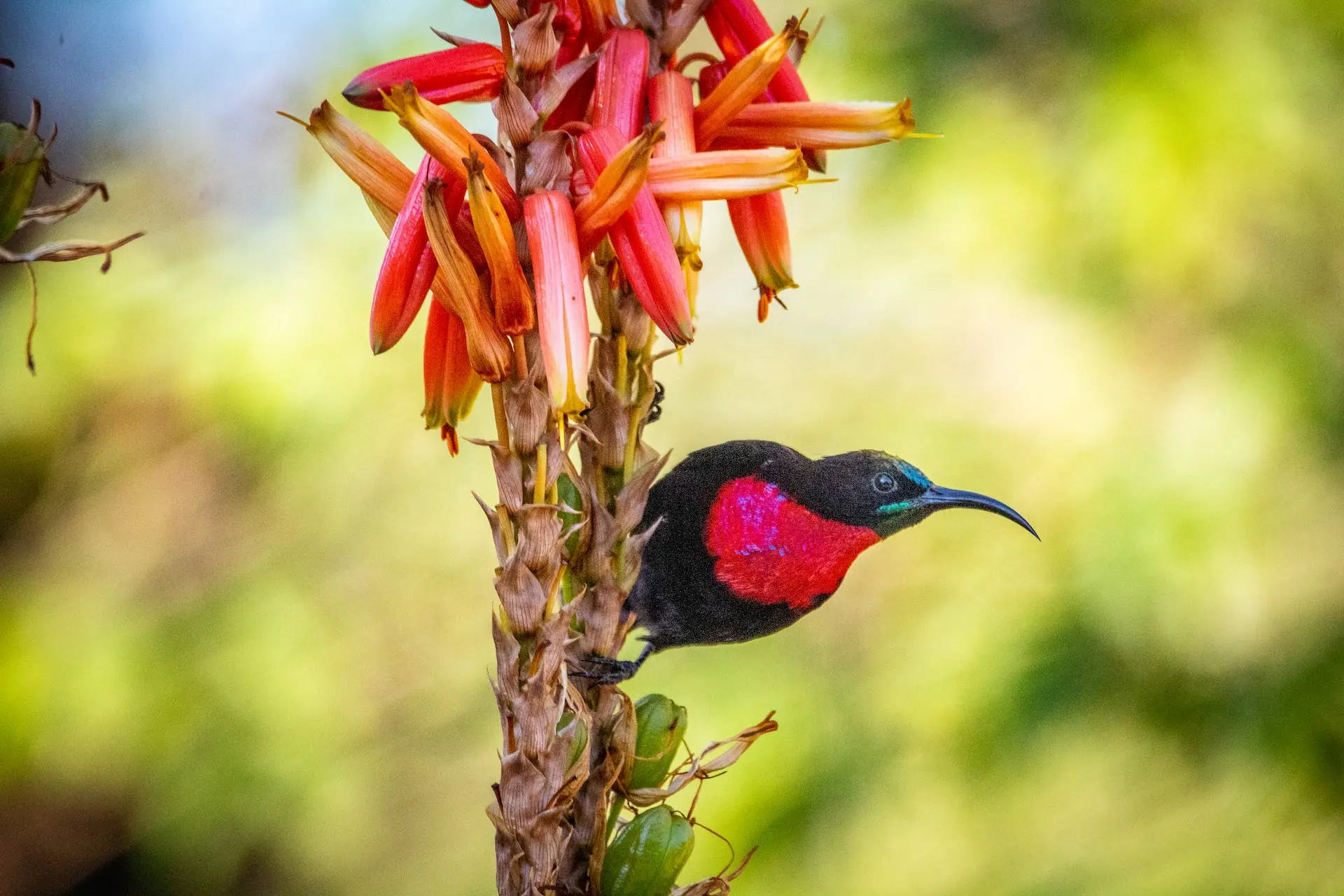 scarlet-chested-sunbird