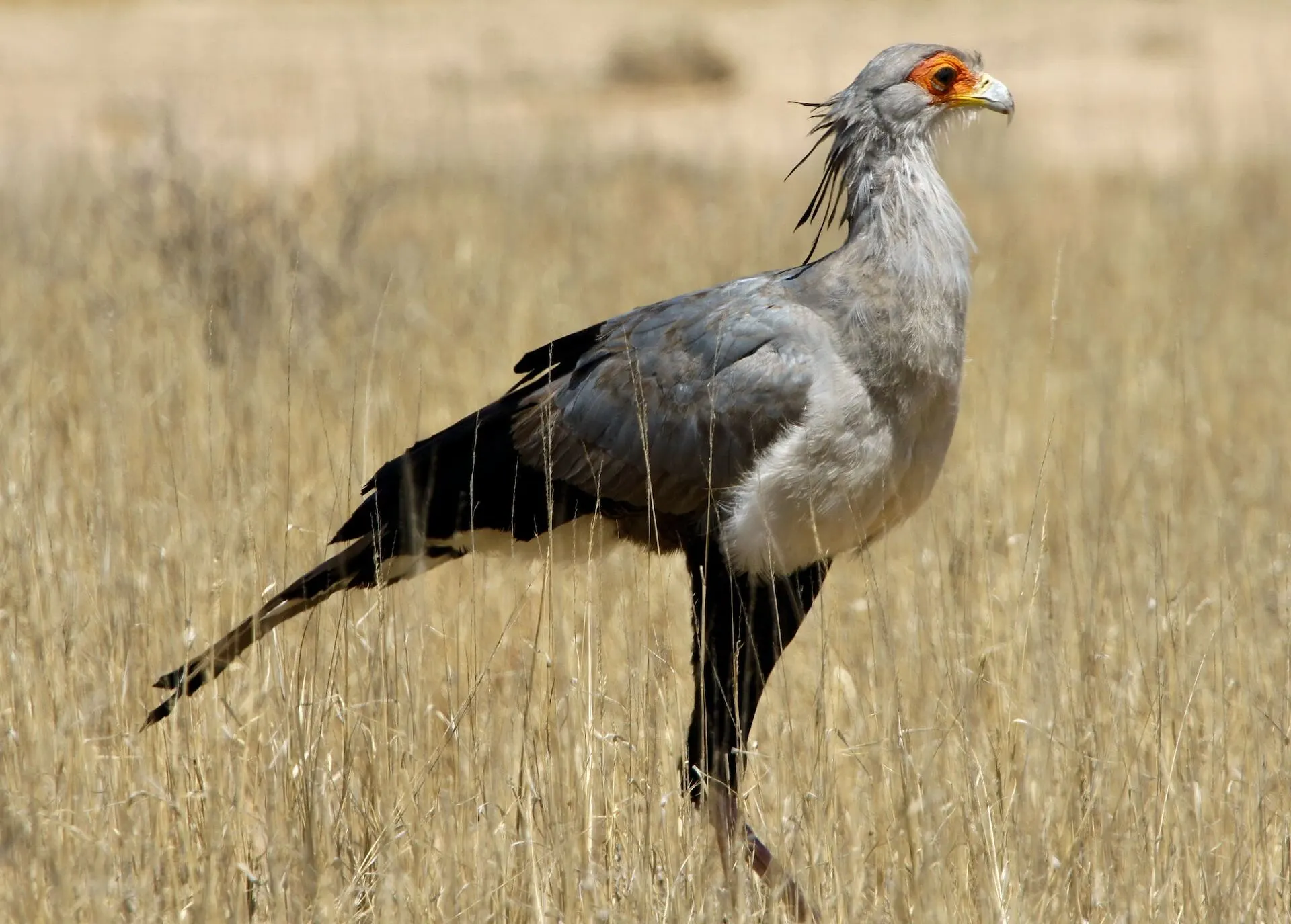 Secretary Bird - Big Cats Safari