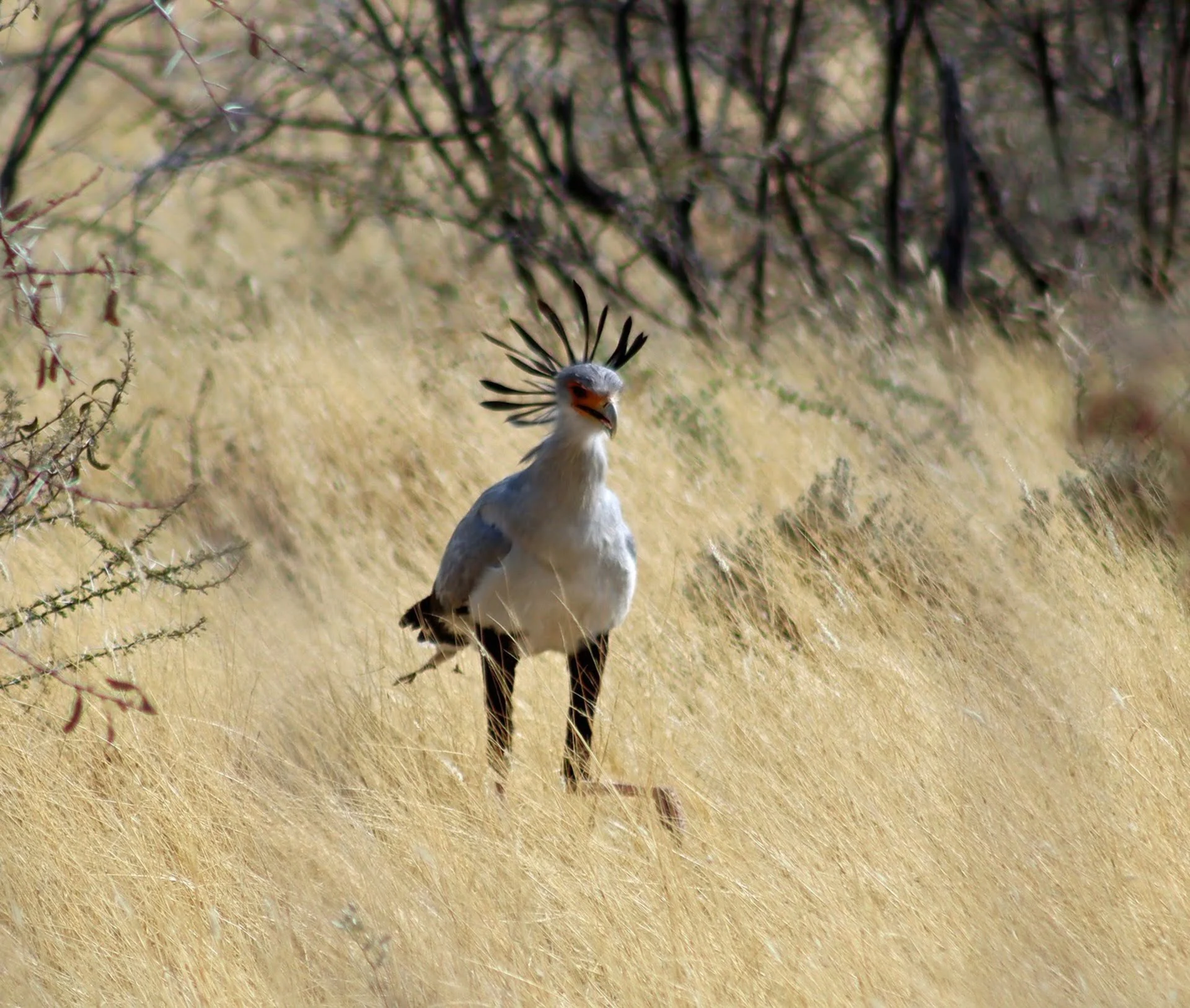 Cultural importance of secretary bird