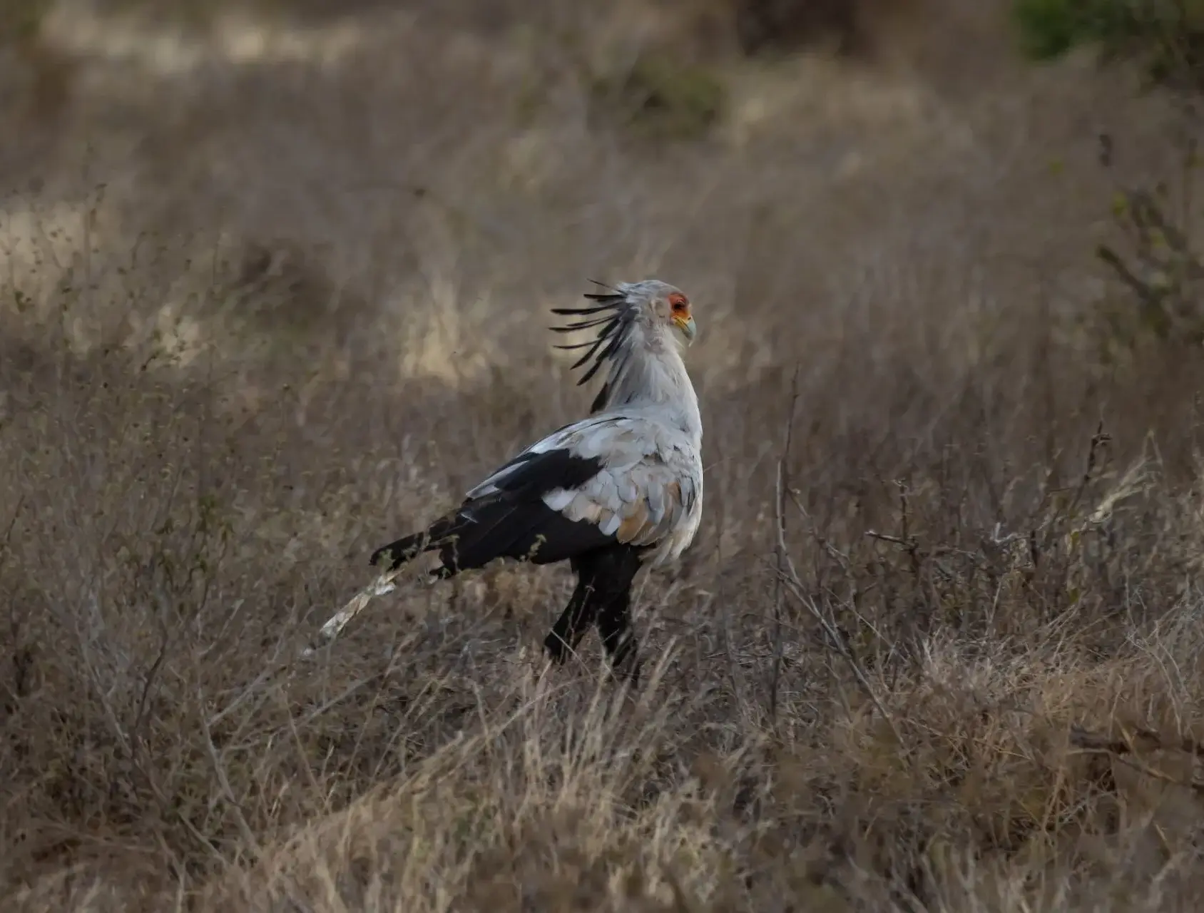 Secretary Bird