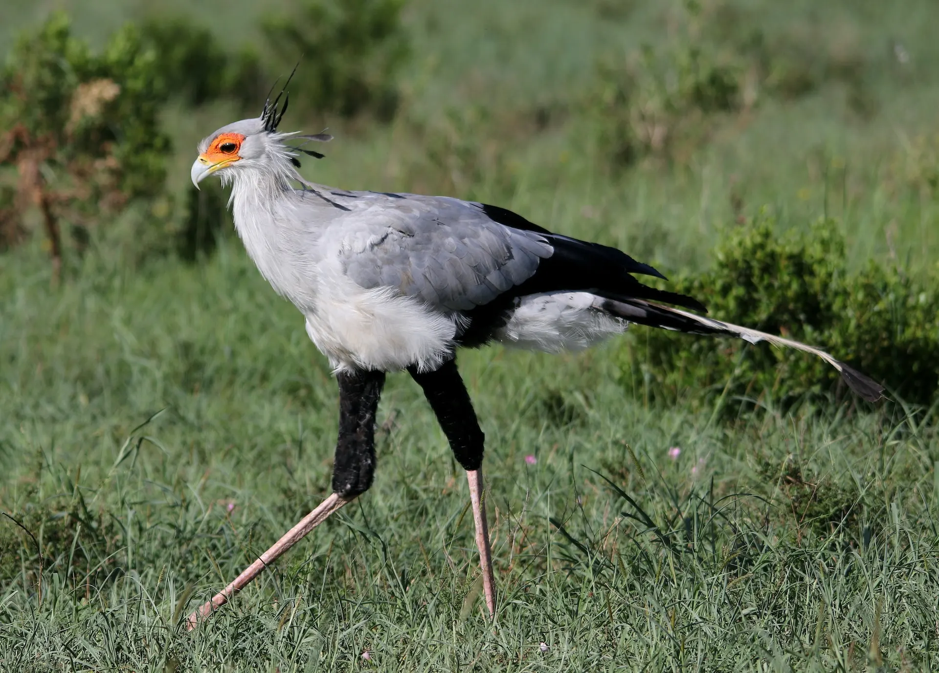 secretary-bird-migration-pattern