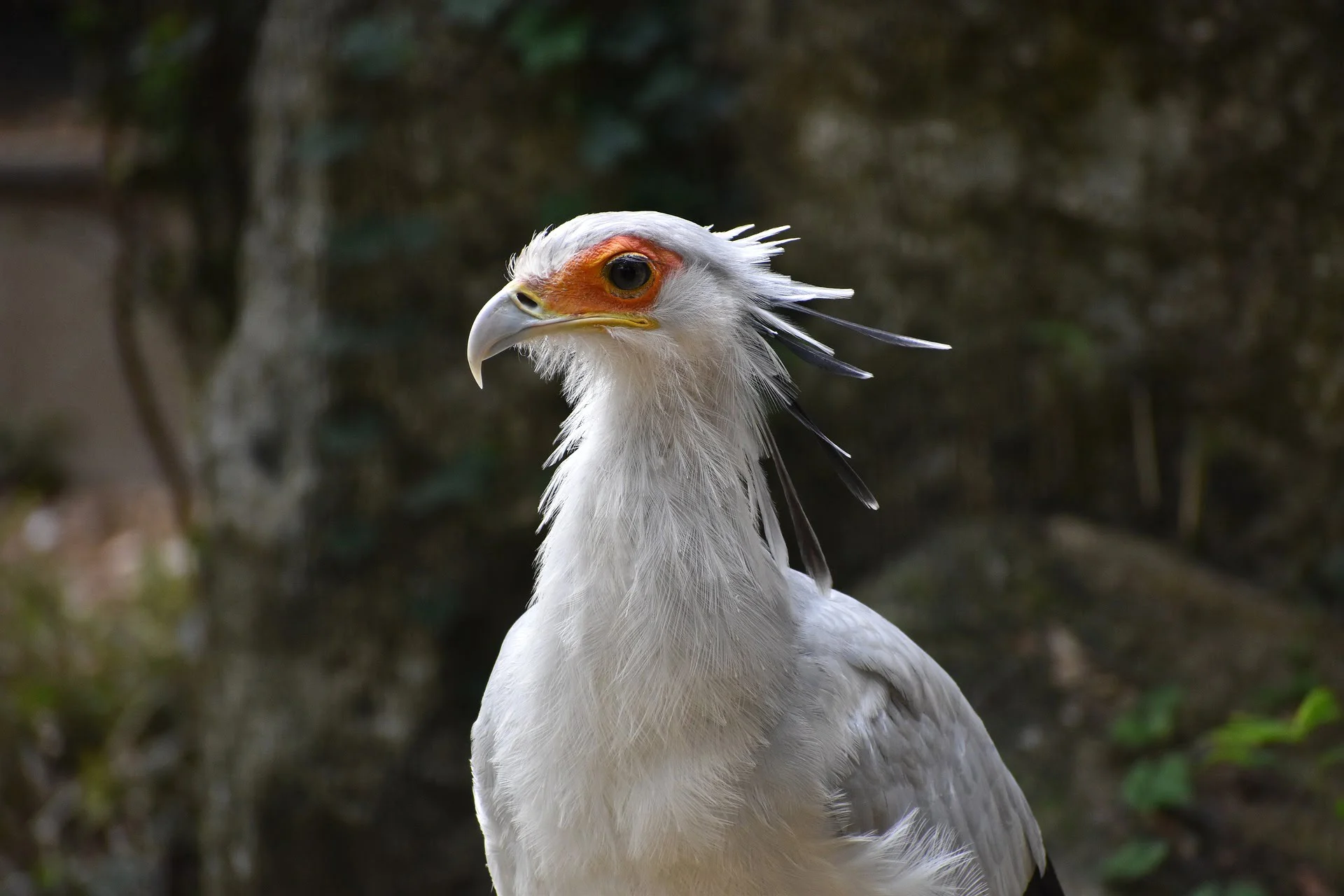 introduction to the secretary bird