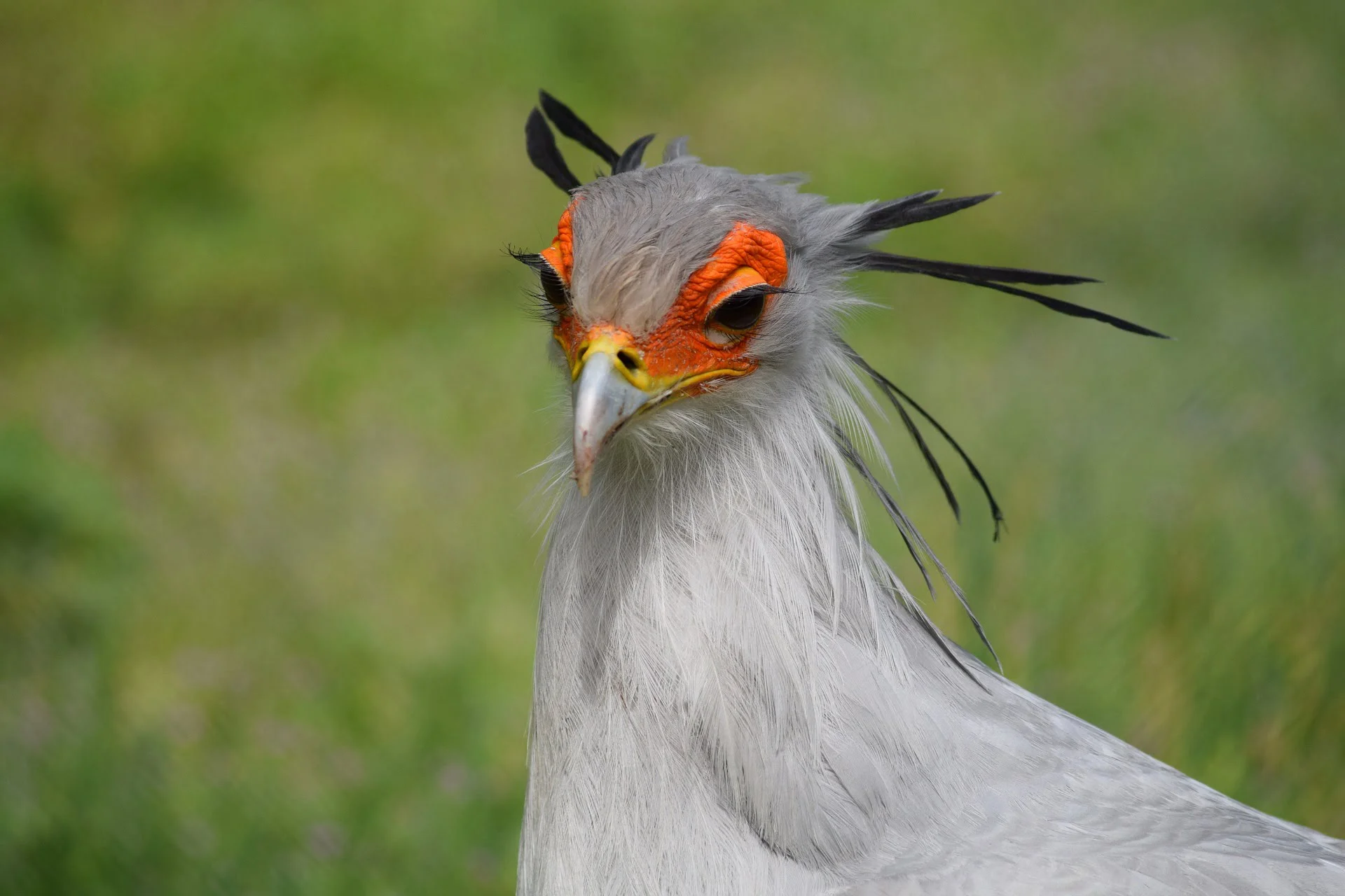 Secretary Bird Taste Side