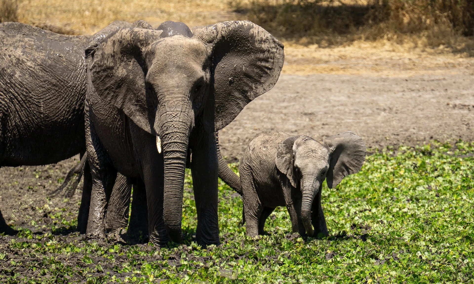 serengeti-park-tanzania-page-bg