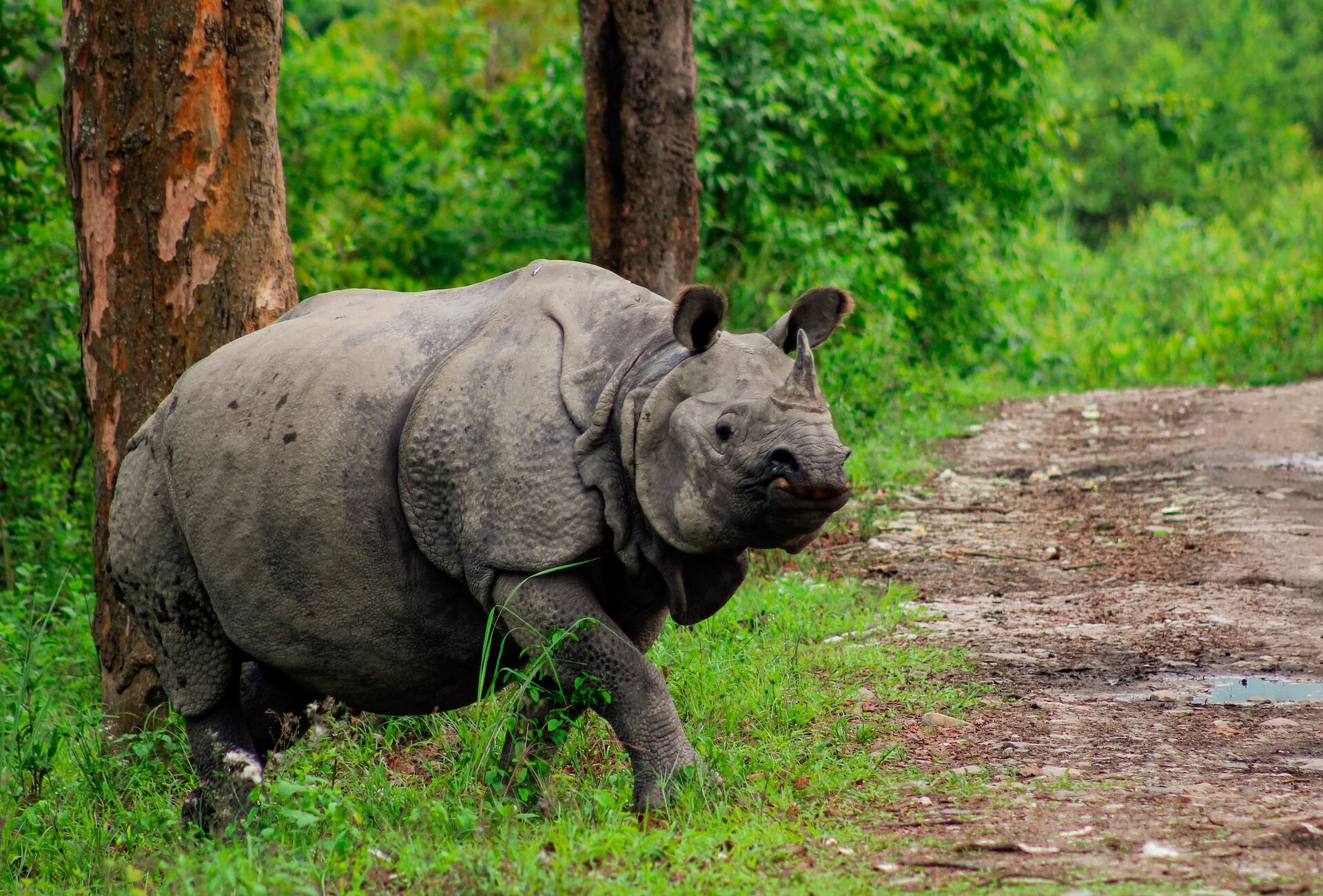 single-horned-rhino-wildlife-in-india