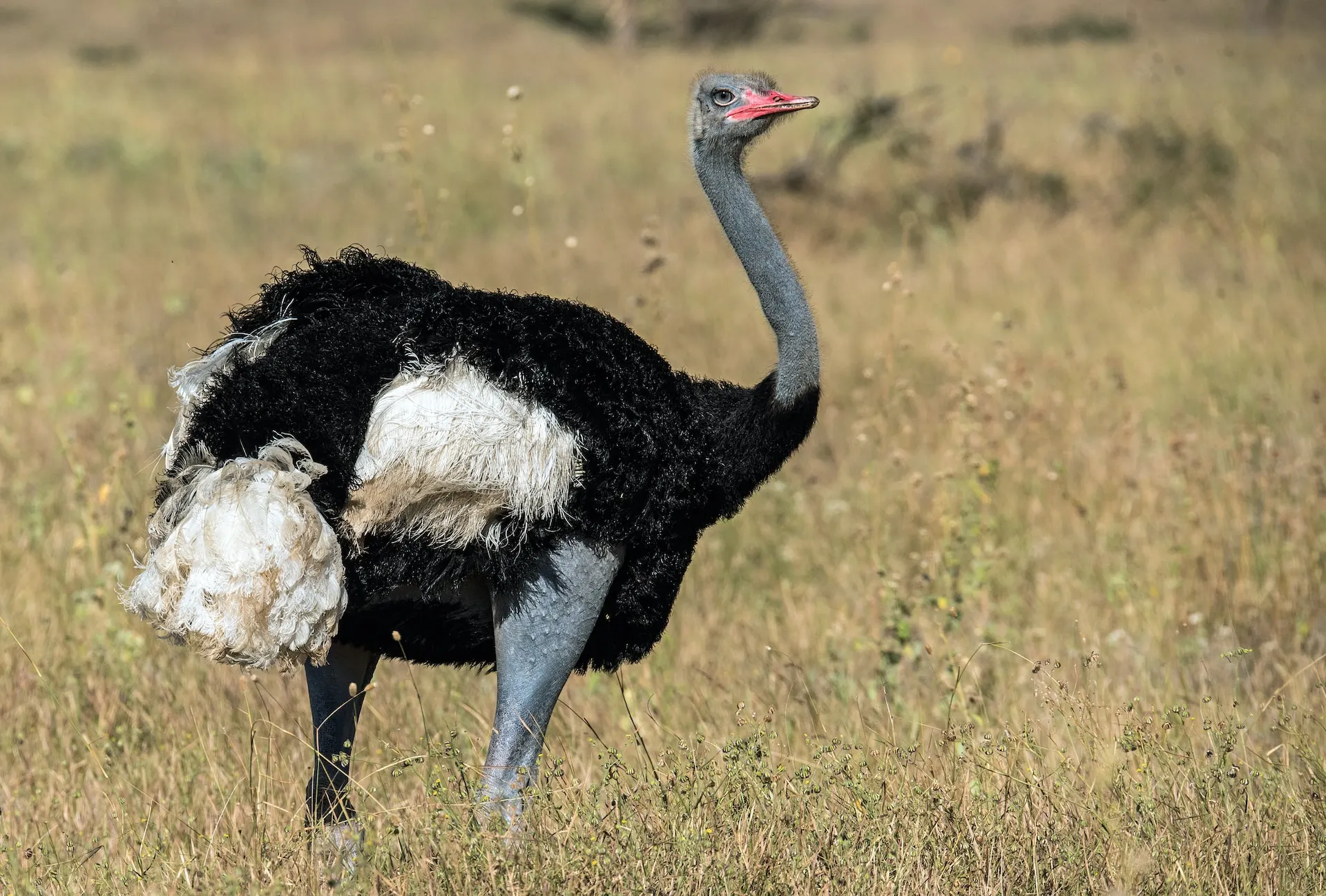 somali-ostrich