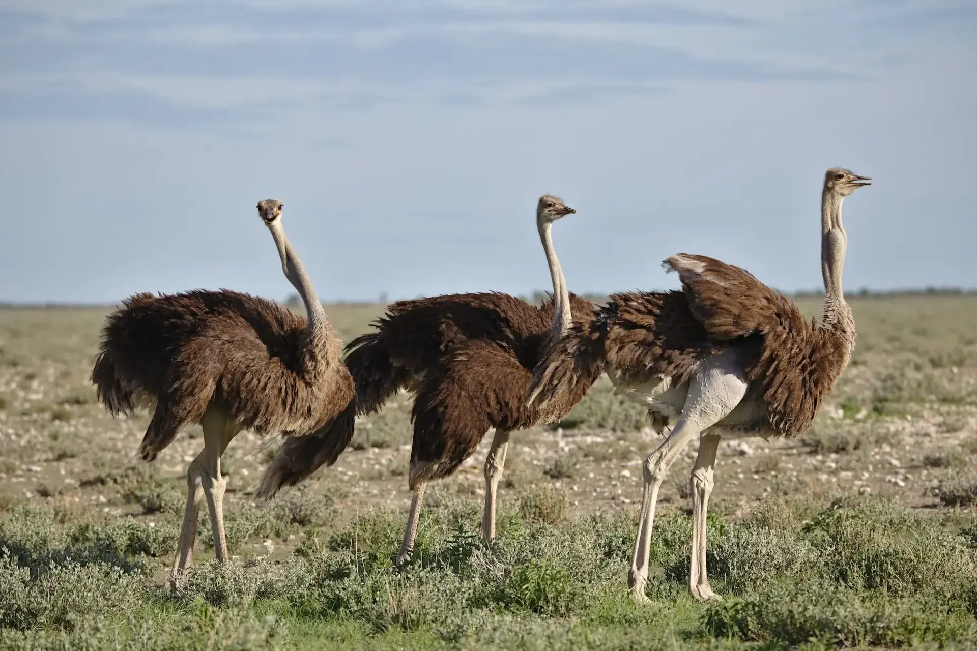 southern-ostrich