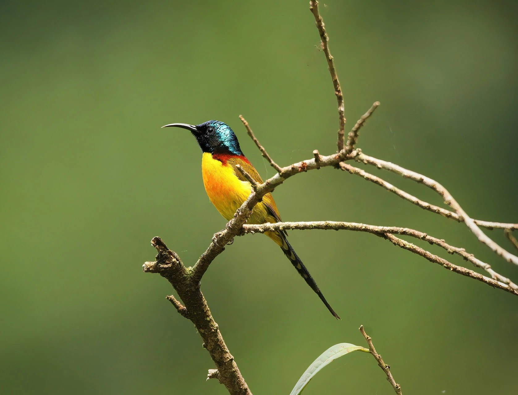 sunbird-cultural-importance