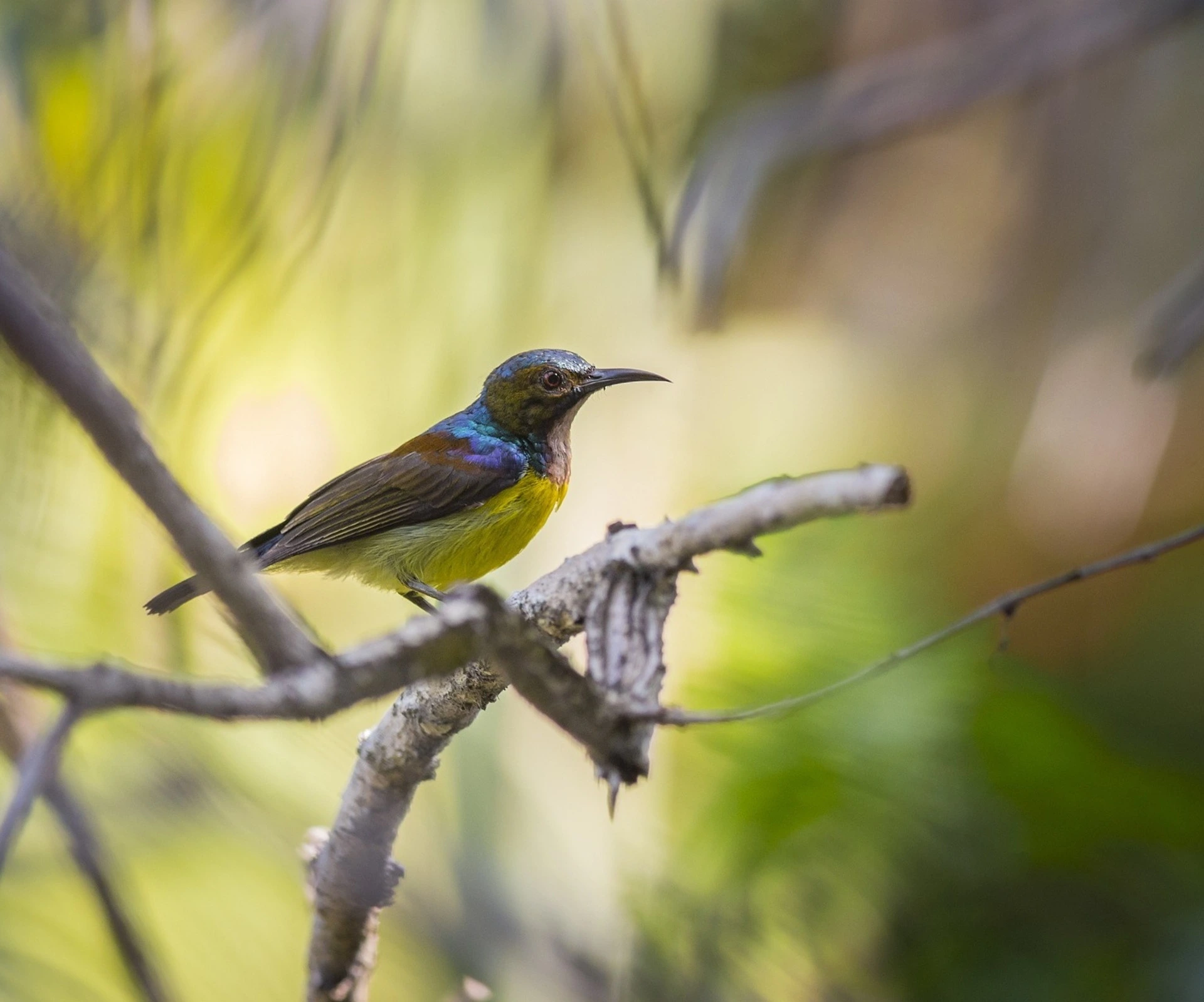 sunbird-habitat-distribution