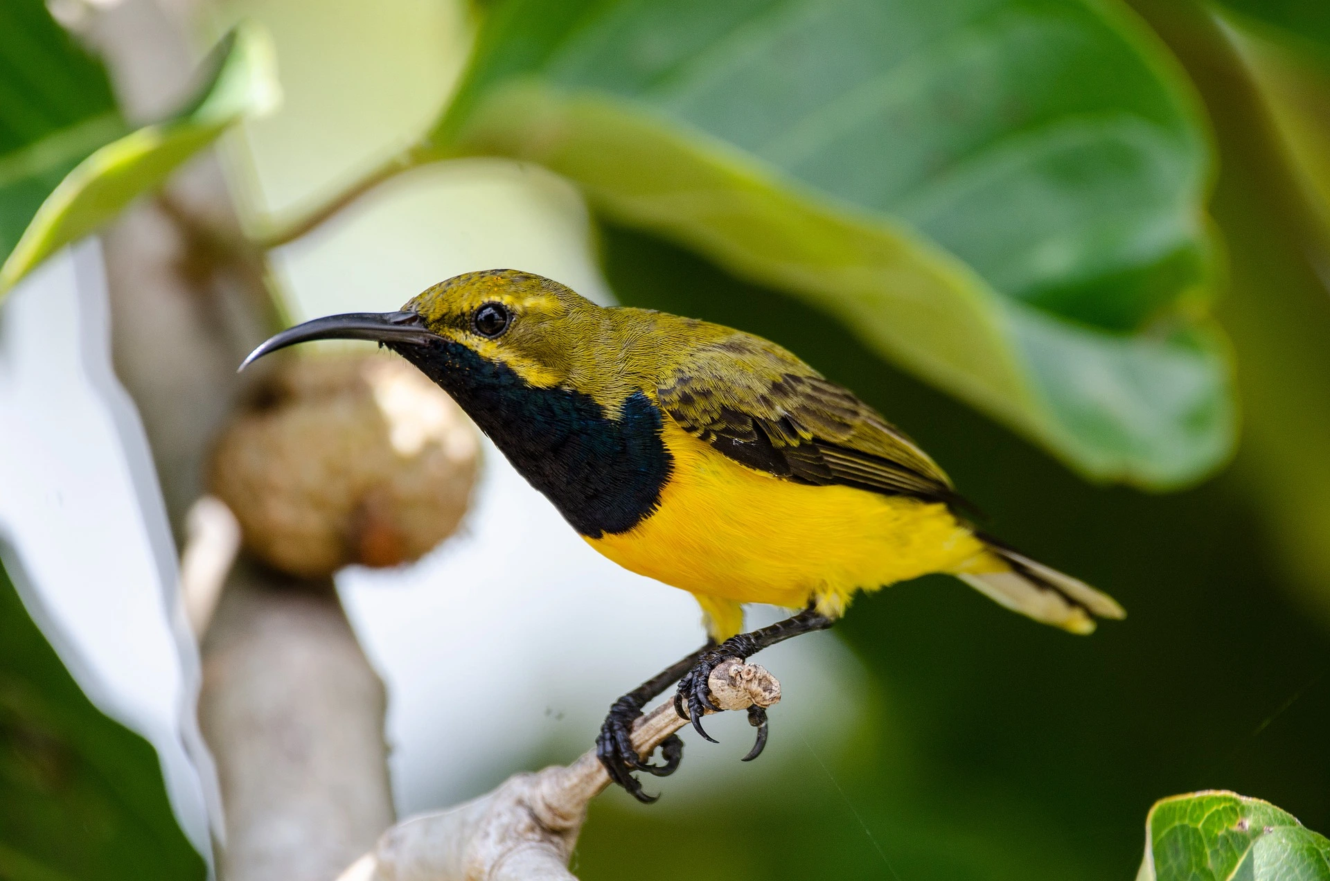 Sunbird Overview