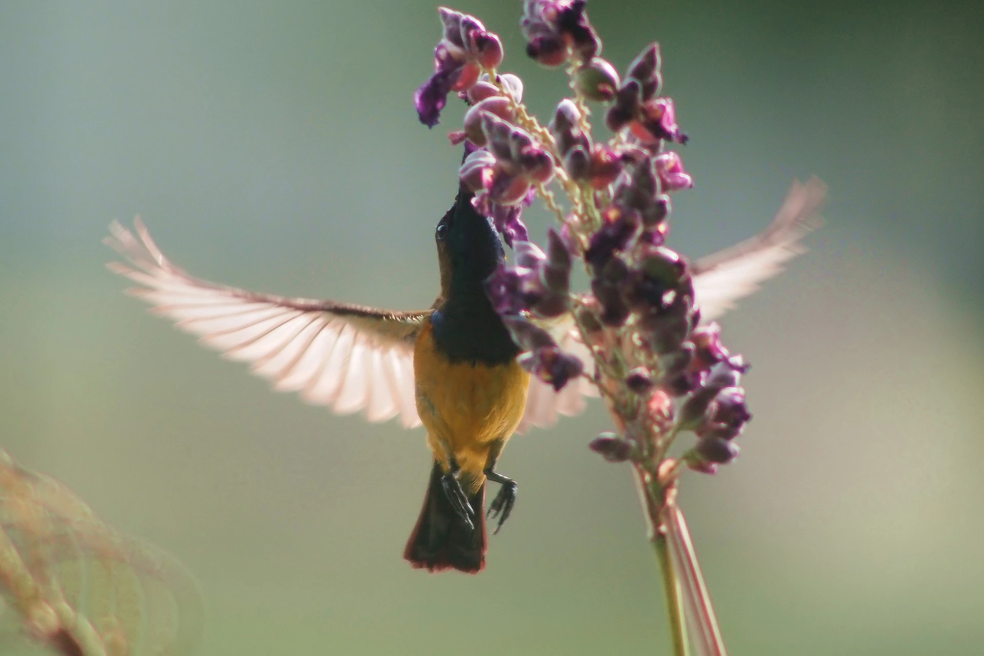 sunbird-taste-side