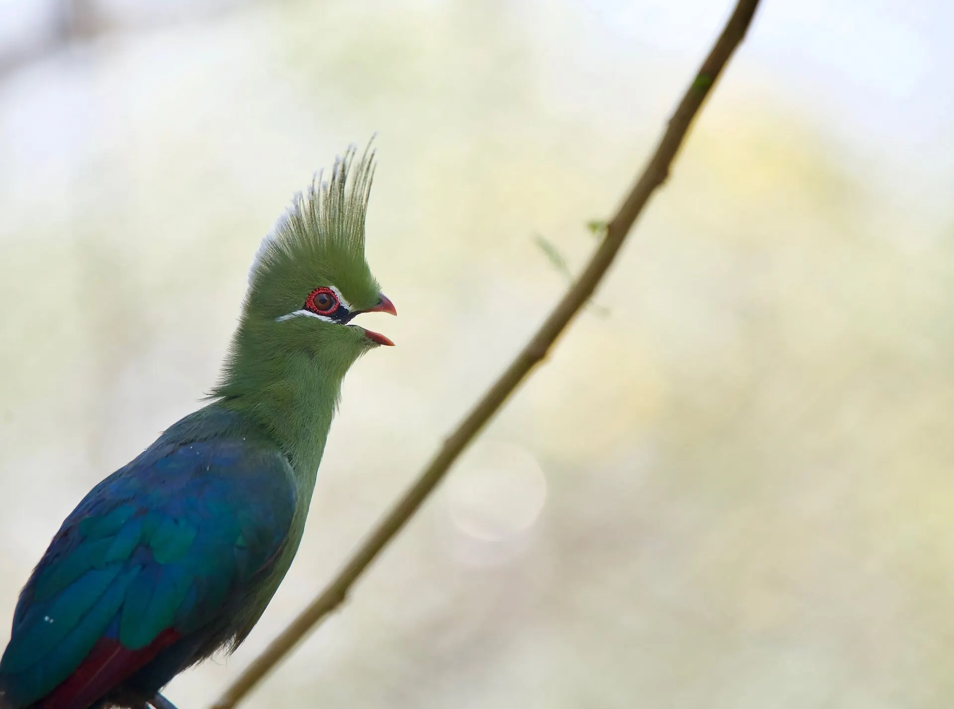 turaco-appearance