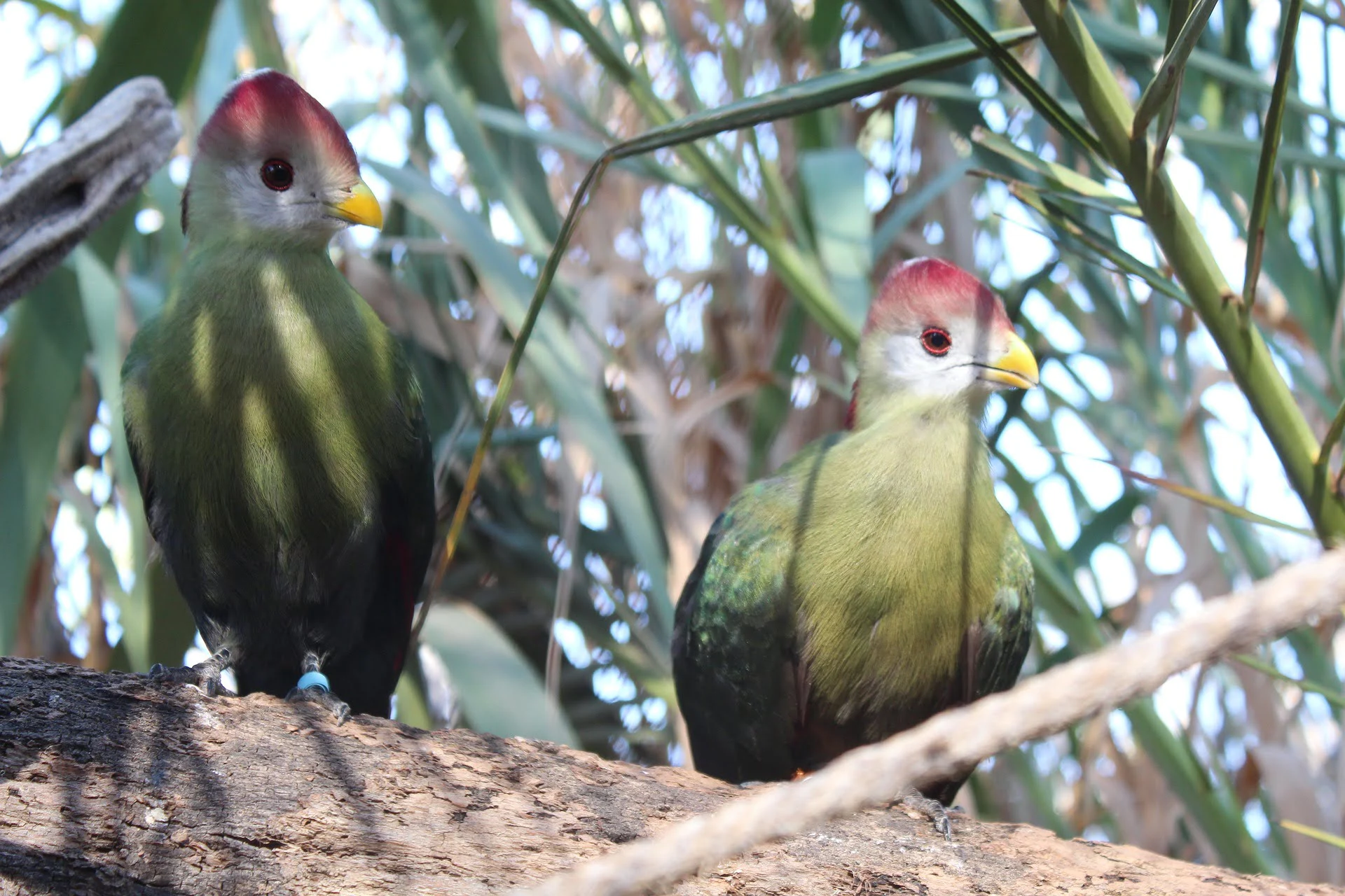 turaco-migration-pattern