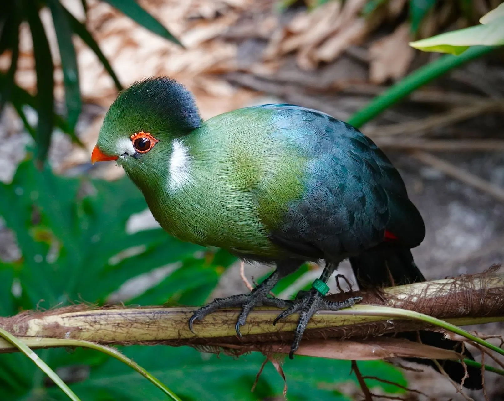 turaco-overview