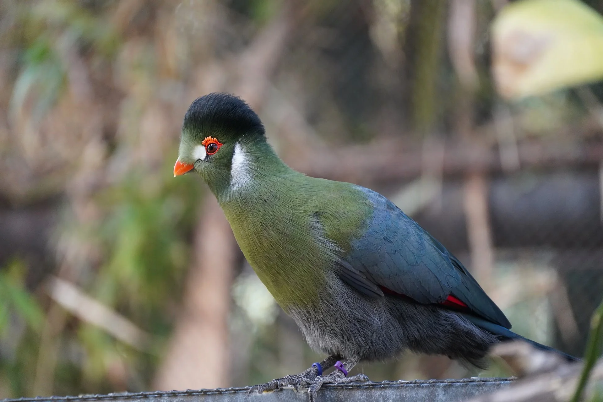 what turaco like to eat