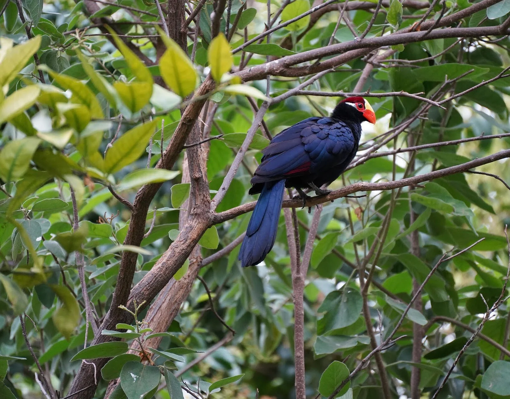 Vocalization of turaco