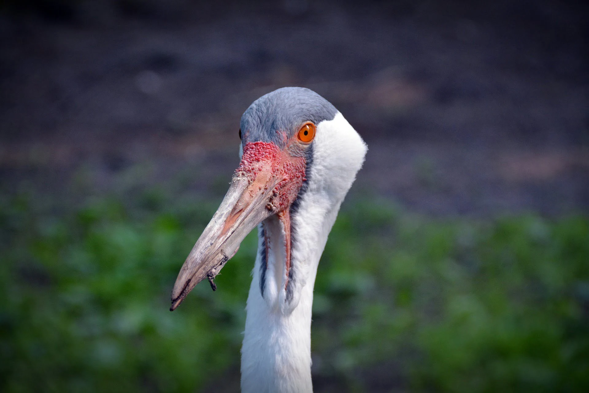 wattled-crane