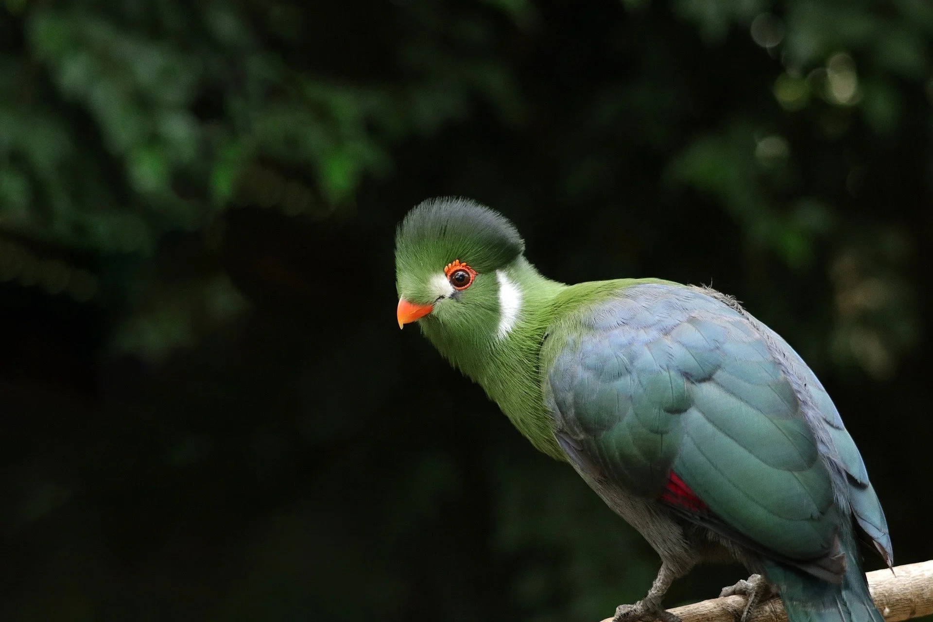 white-cheeked-turaco