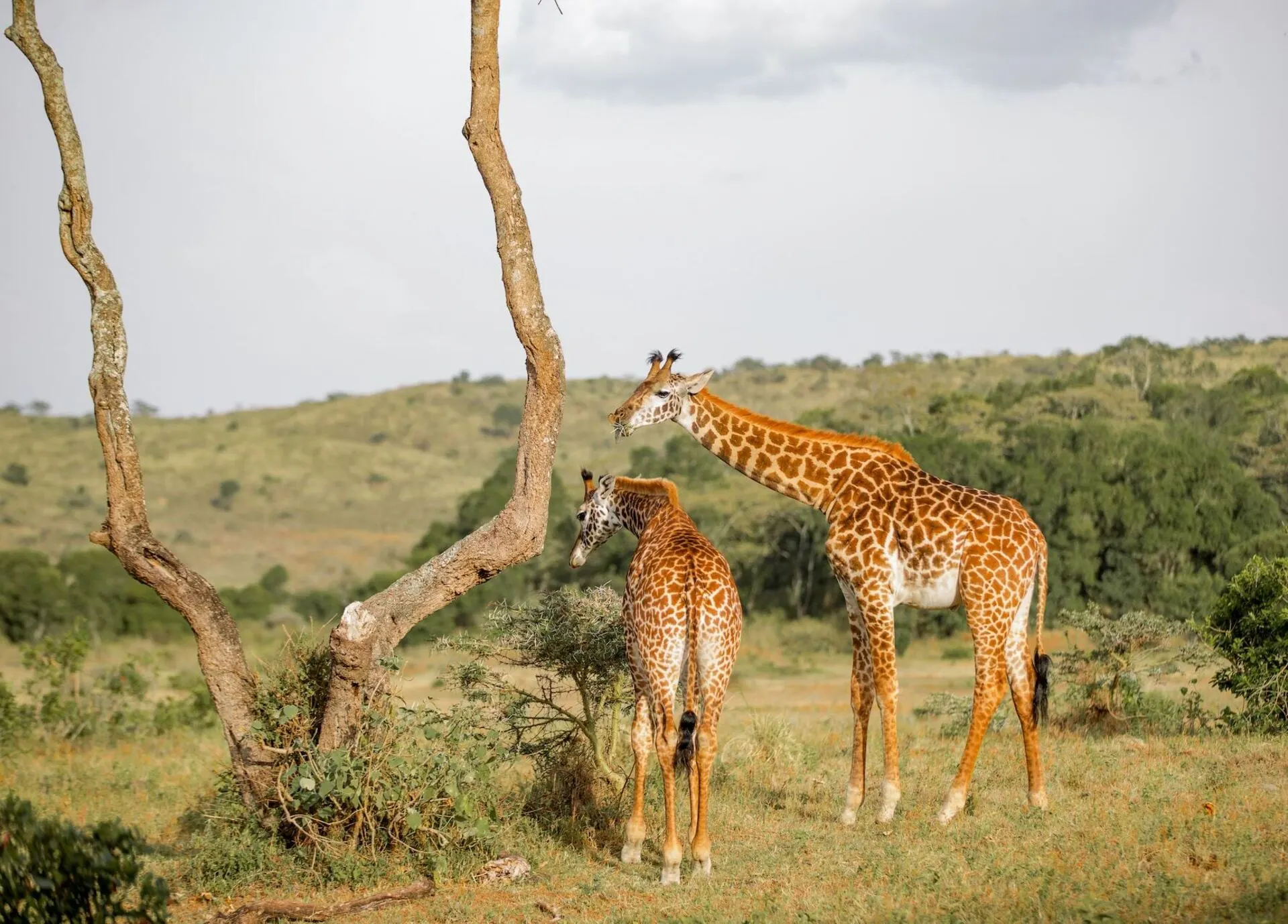 wildlife-in-arusha-giraffe