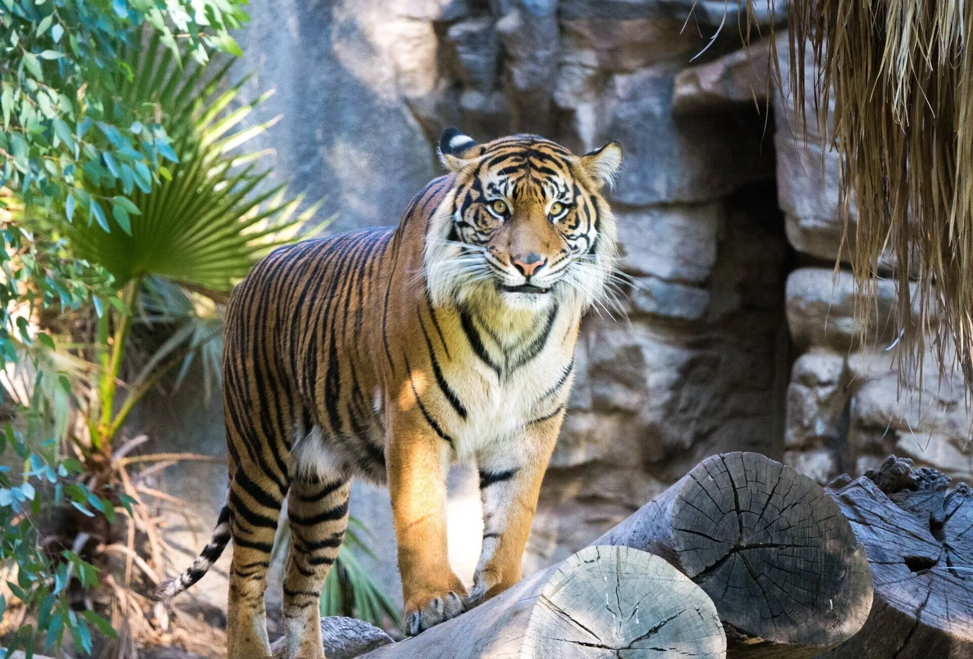 wildlife-in-india-royal-bengal-tiger