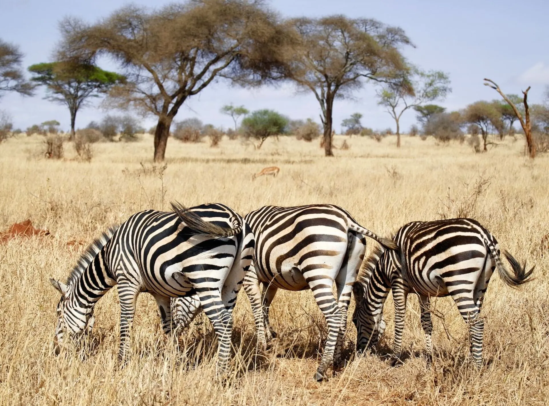 zebra-best-time-to-visit-arusha