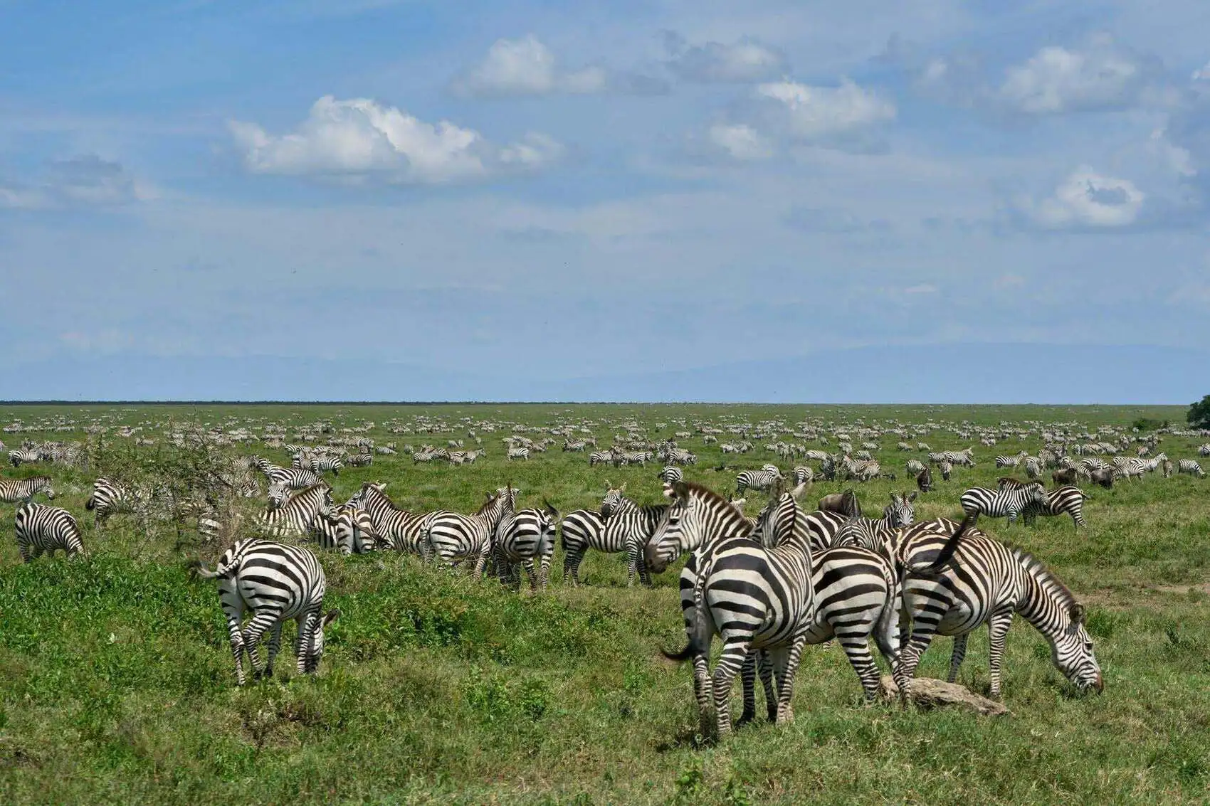 About Ngorongoro Conservation Area