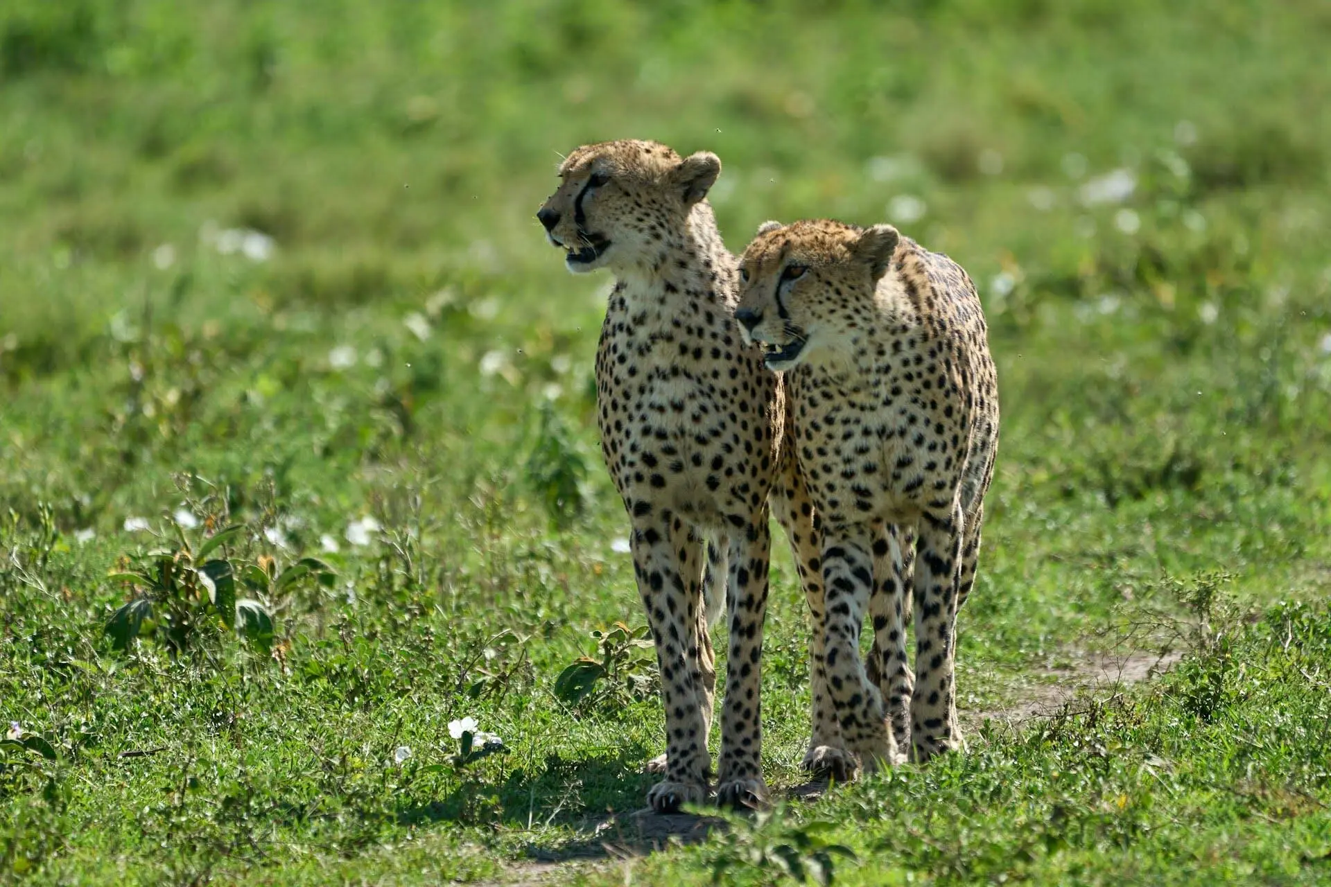 Ngorongoro Conservation Area